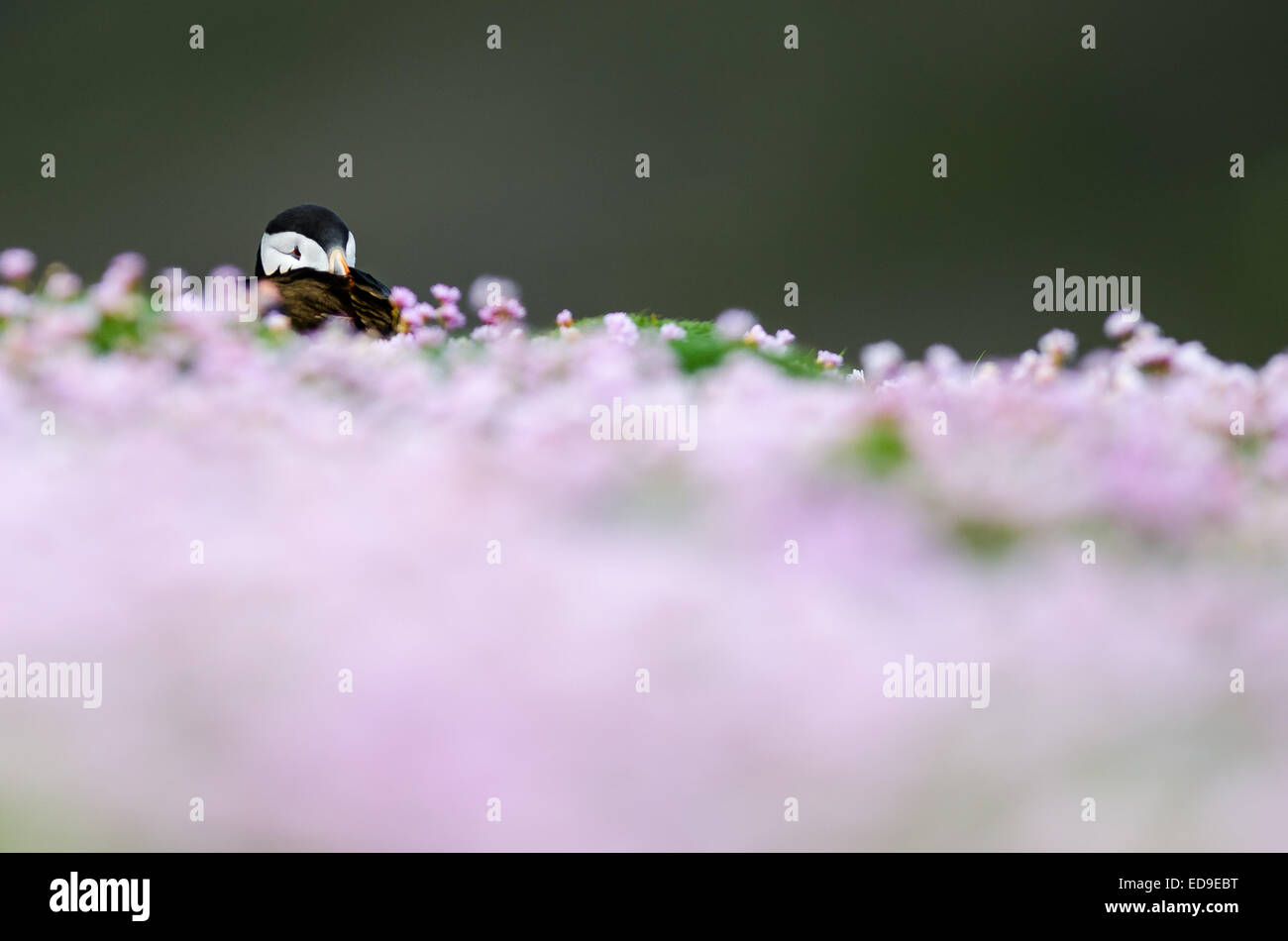 Papageitaucher (Fratercula Arctica) in Shetland Stockfoto