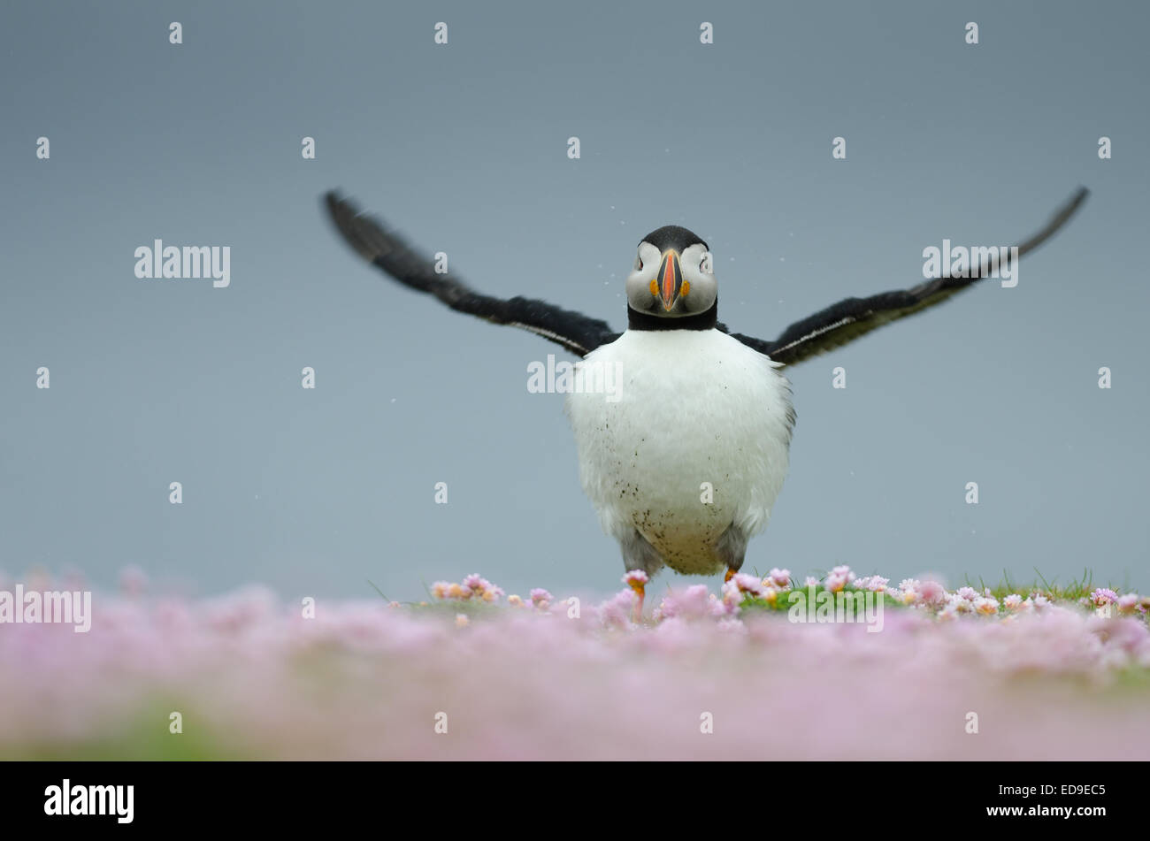 Papageitaucher (Fratercula Arctica) in Shetland Stockfoto