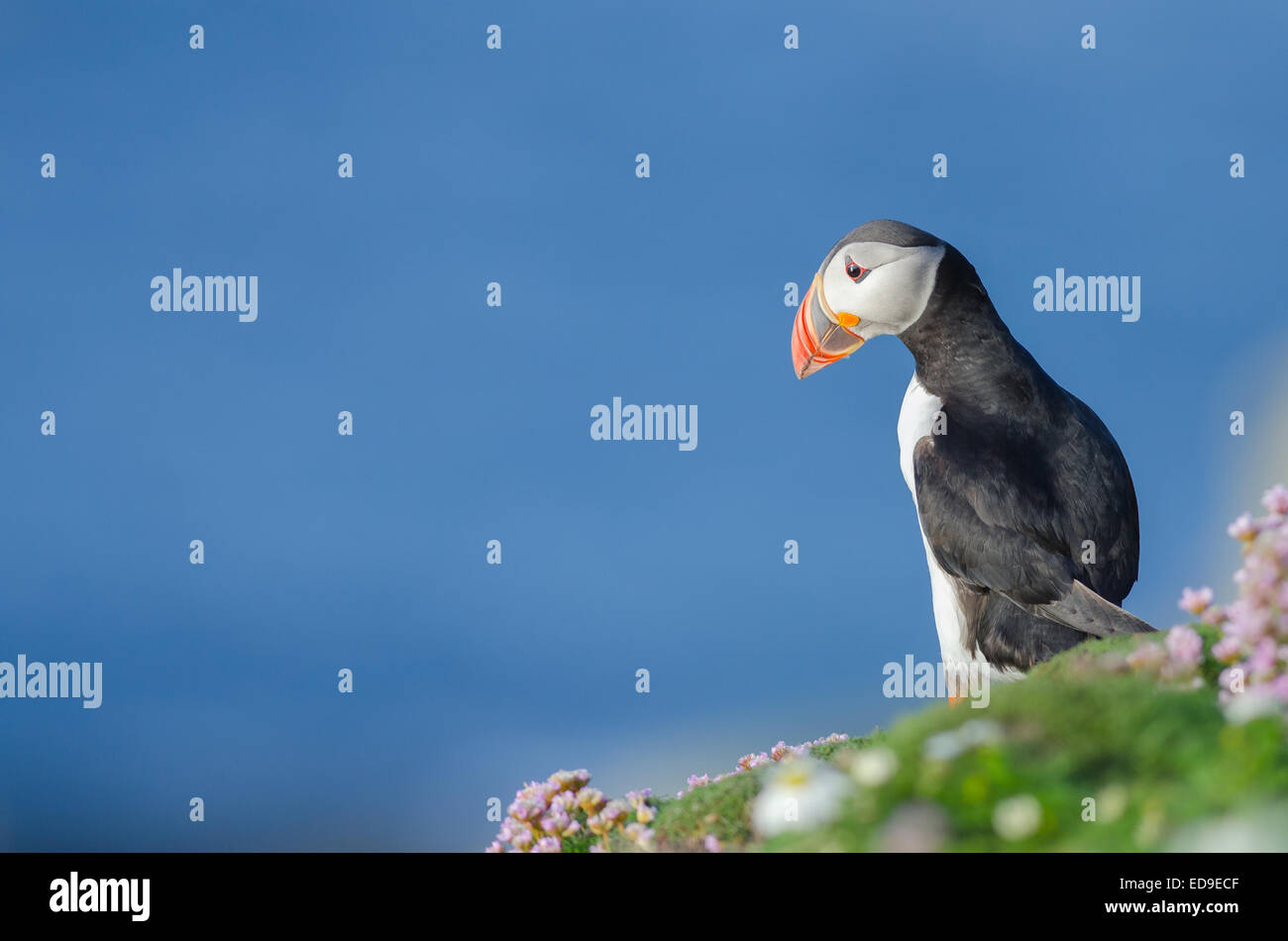 Papageitaucher (Fratercula Arctica) in Shetland Stockfoto
