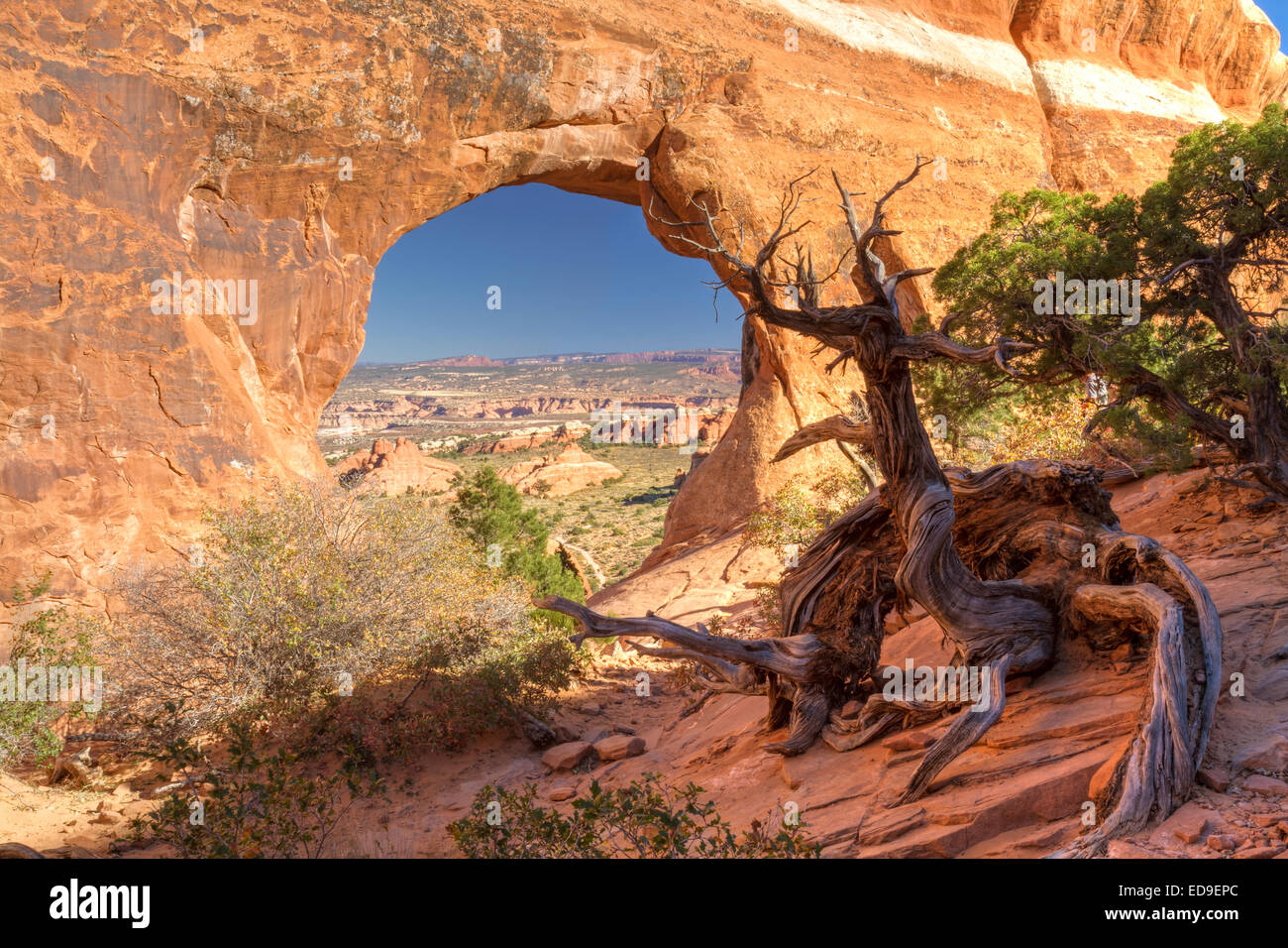 Ein HNO-wie anthropomorphe Juniper Tree Wachen Partition Arch in des Teufels Garten Abschnitt des Arches-Nationalpark in Moab Uta Stockfoto