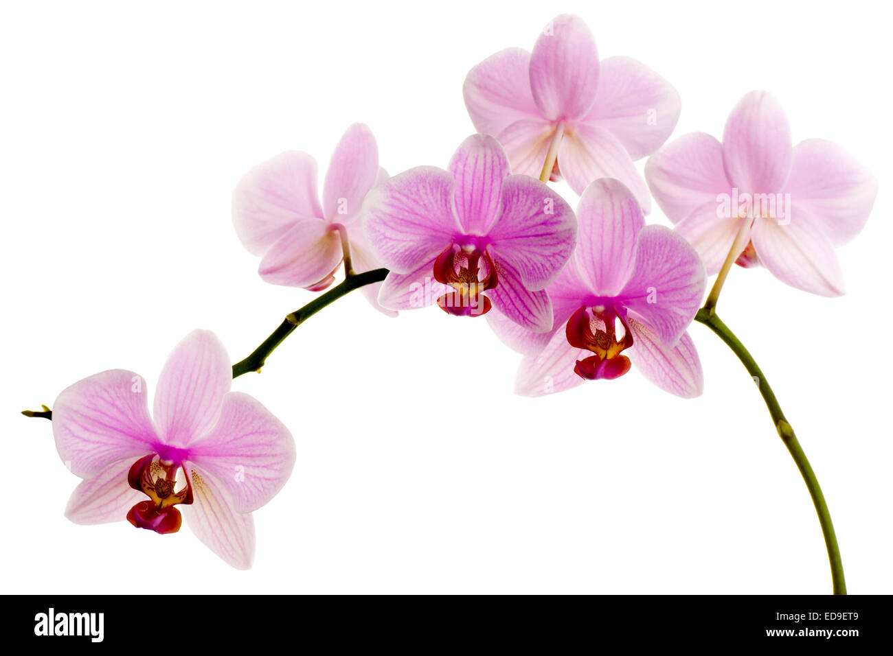 Rosa Orchidee isoliert auf weißem Hintergrund Stockfoto