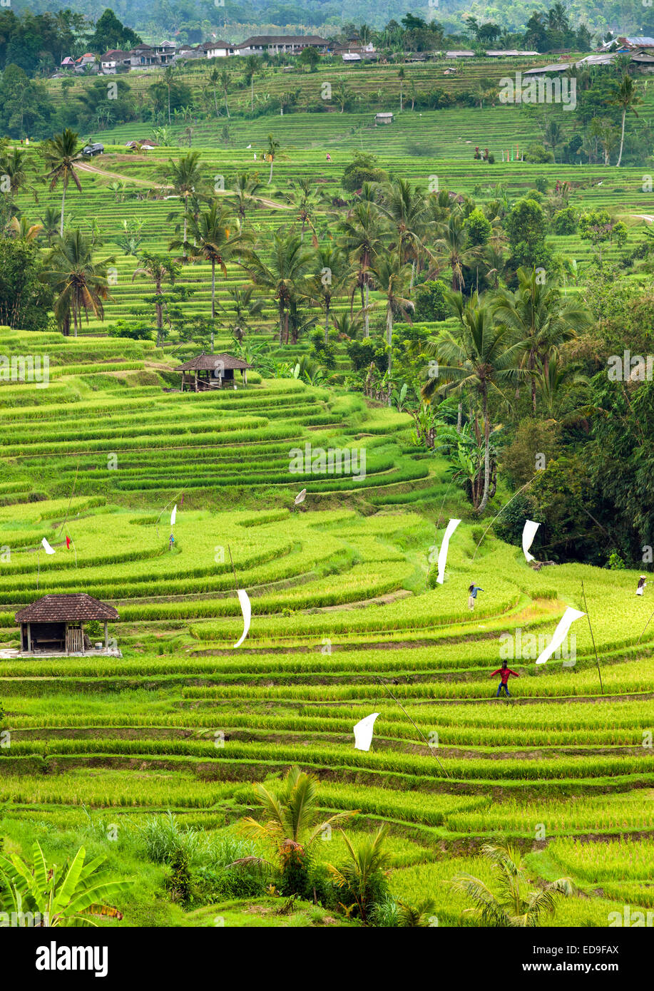 Jatiluwih Terrasse Reisfelder auf Bali, Indonesien. Stockfoto