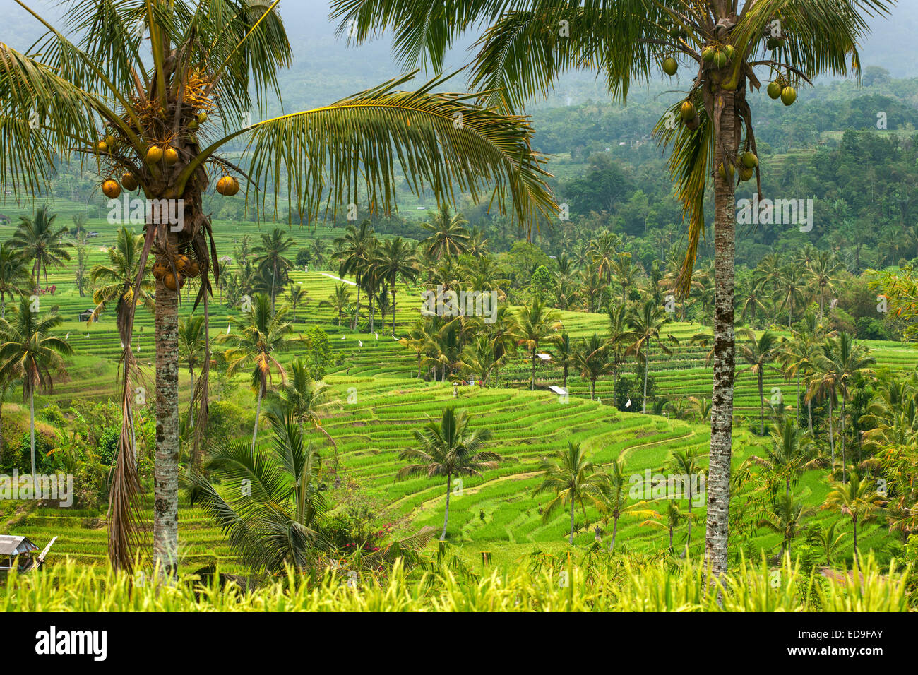 Jatiluwih Terrasse Reisfelder auf Bali, Indonesien. Stockfoto
