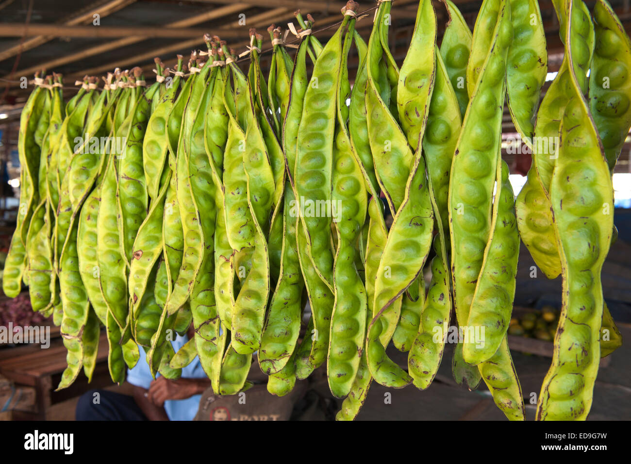 Große grüne Hülsen auf dem Markt von Wuring Fischerdorf in der Nähe von Maumere auf der Insel Flores, Indonesien. Stockfoto