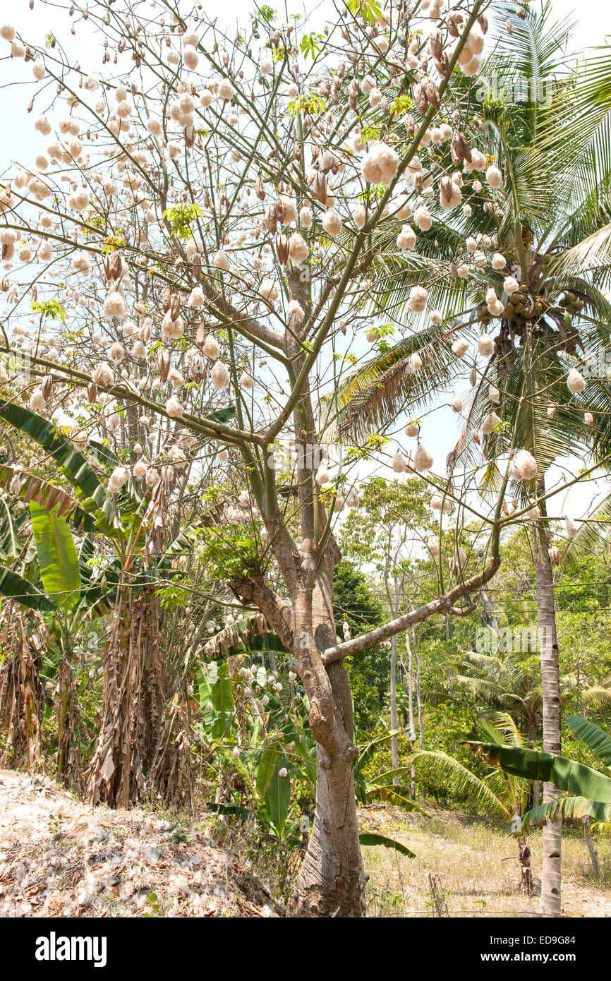 Kapok-Baum auf der Insel Flores, Indonesien. Stockfoto