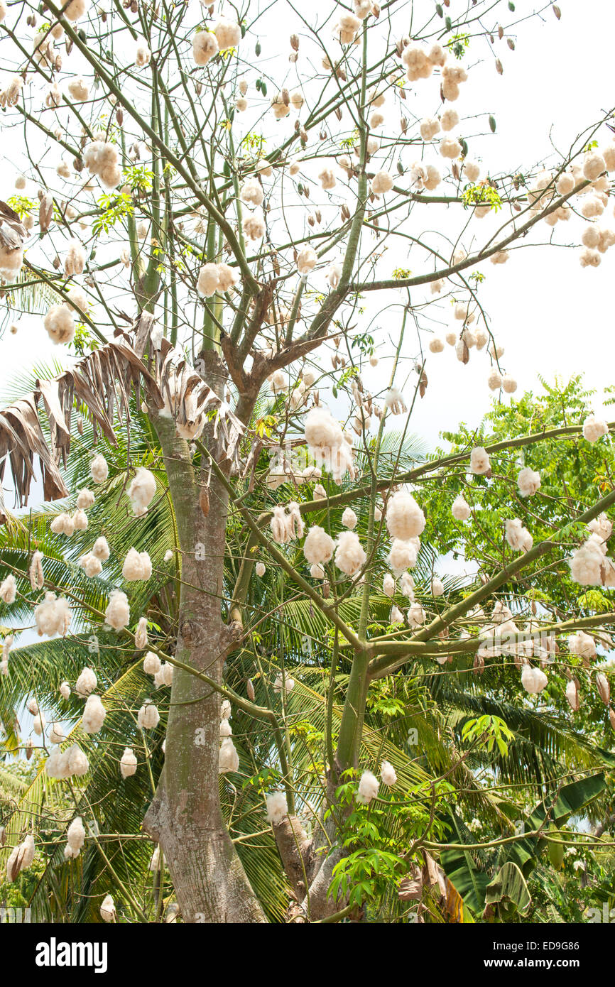 Kapok-Baum auf der Insel Flores, Indonesien. Stockfoto