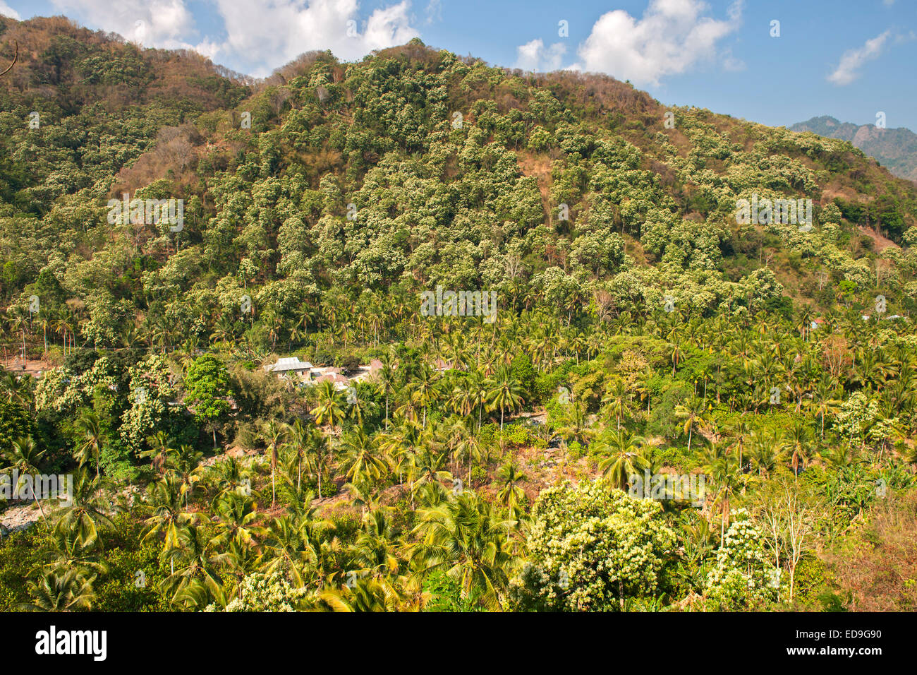 Landschaftskulisse zwischen den Städten von Maumere und Moni auf der Insel Flores, Indonesien. Stockfoto