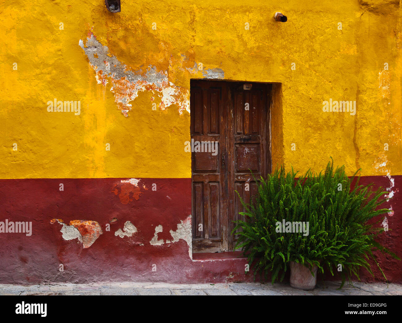 Eine Tür mit einem Farn - SAN MIGUEL DE ALLENDE, Mexiko Stockfoto