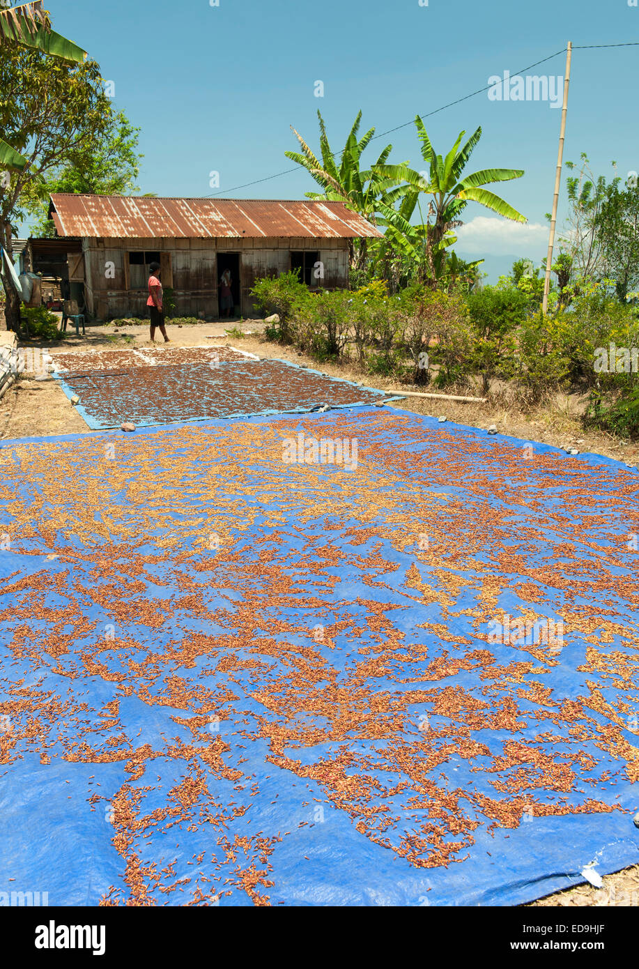 Nelken, die Trocknung im Freien in der Nähe der Stadt Ende auf der Insel Flores, Indonesien. Stockfoto