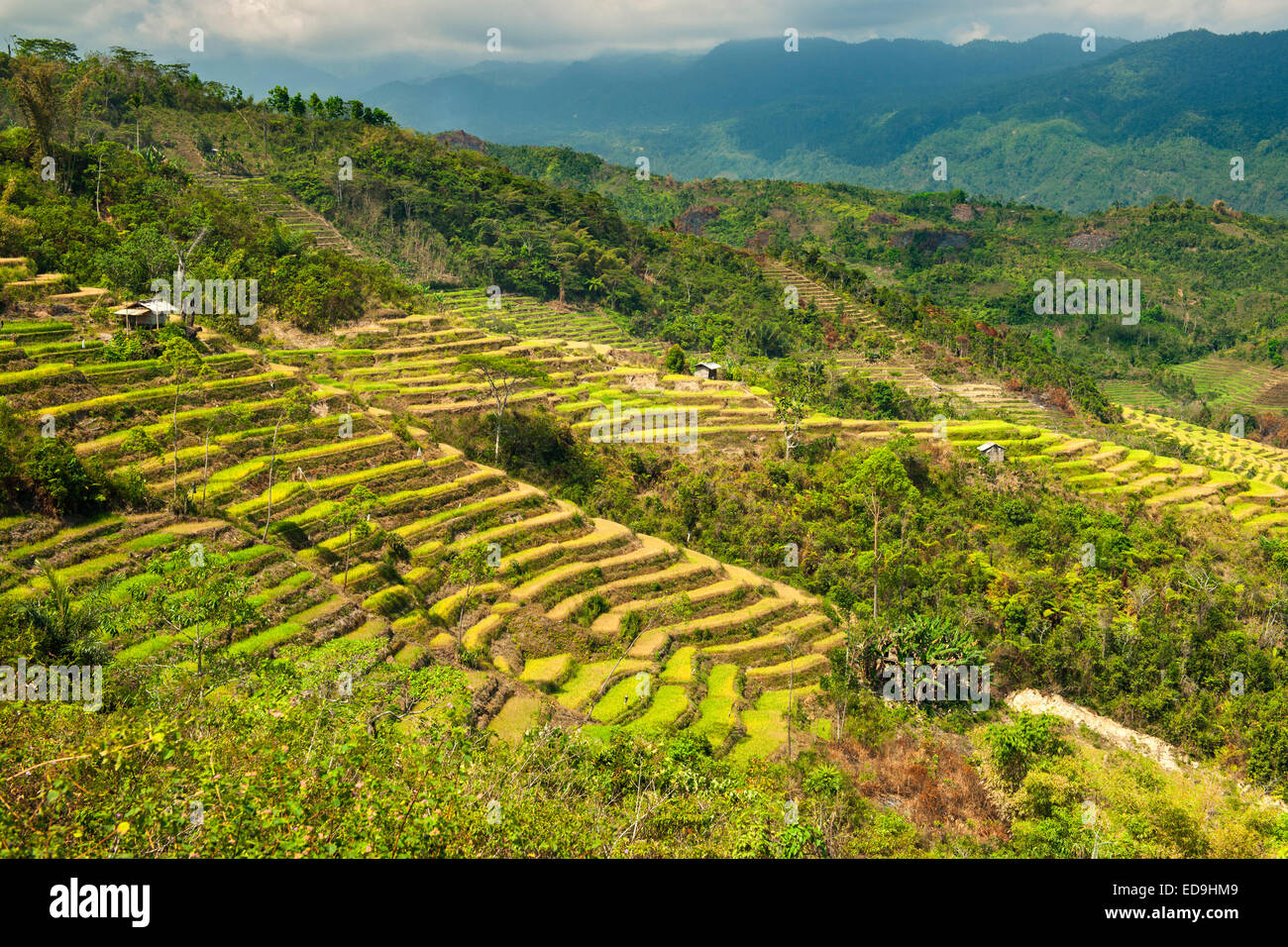 Terrassierte Reisfelder in der Nähe der Stadt Ruteng auf der Insel Flores in Indonesien. Stockfoto