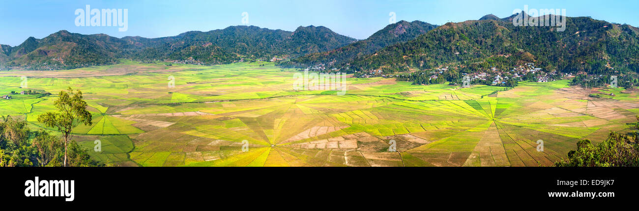 Panoramablick von Sawah Sarang Laba-Laba (Spider Web Reisfelder) in der Nähe von Ruteng auf der Insel Flores, Indonesien. Stockfoto
