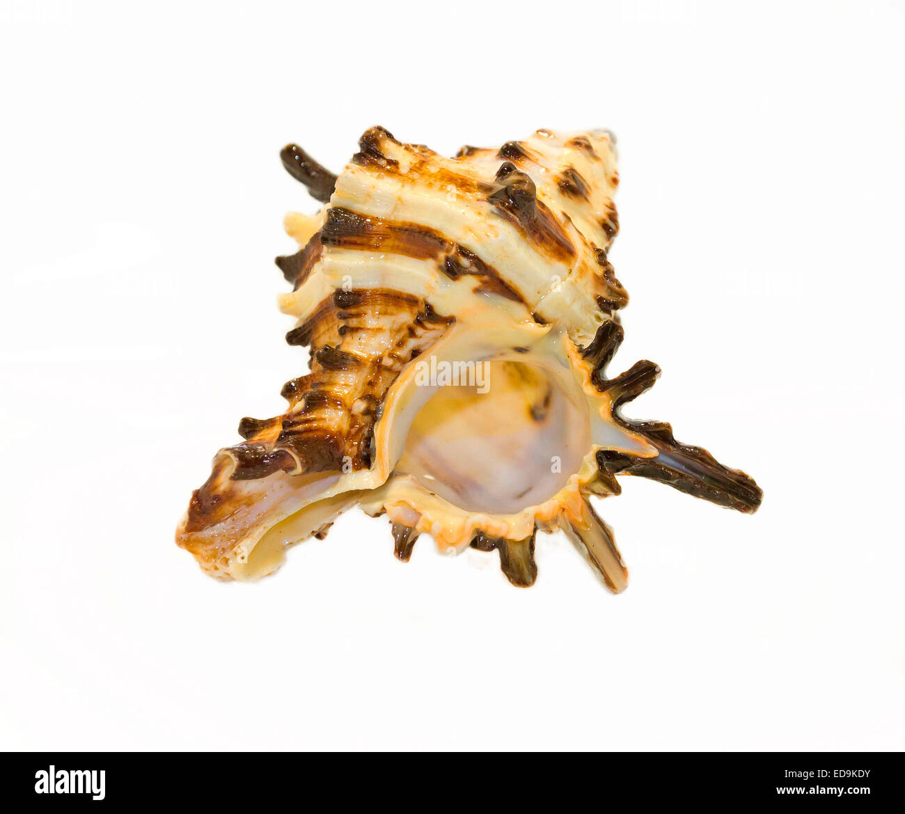 Seashell isoliert auf weißem Hintergrund Stockfoto