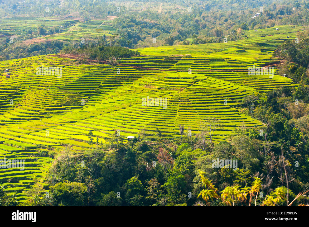 Golo Cador Reisfelder in der Nähe von Ruteng, Insel Flores, Indonesien. Stockfoto