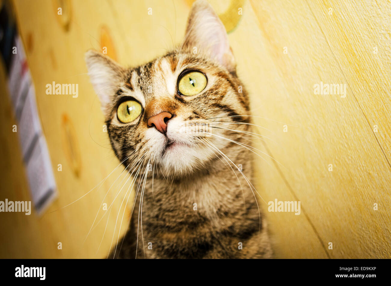 Macht der Bengal-Katze Augen gelb hinterlegt Stockfoto