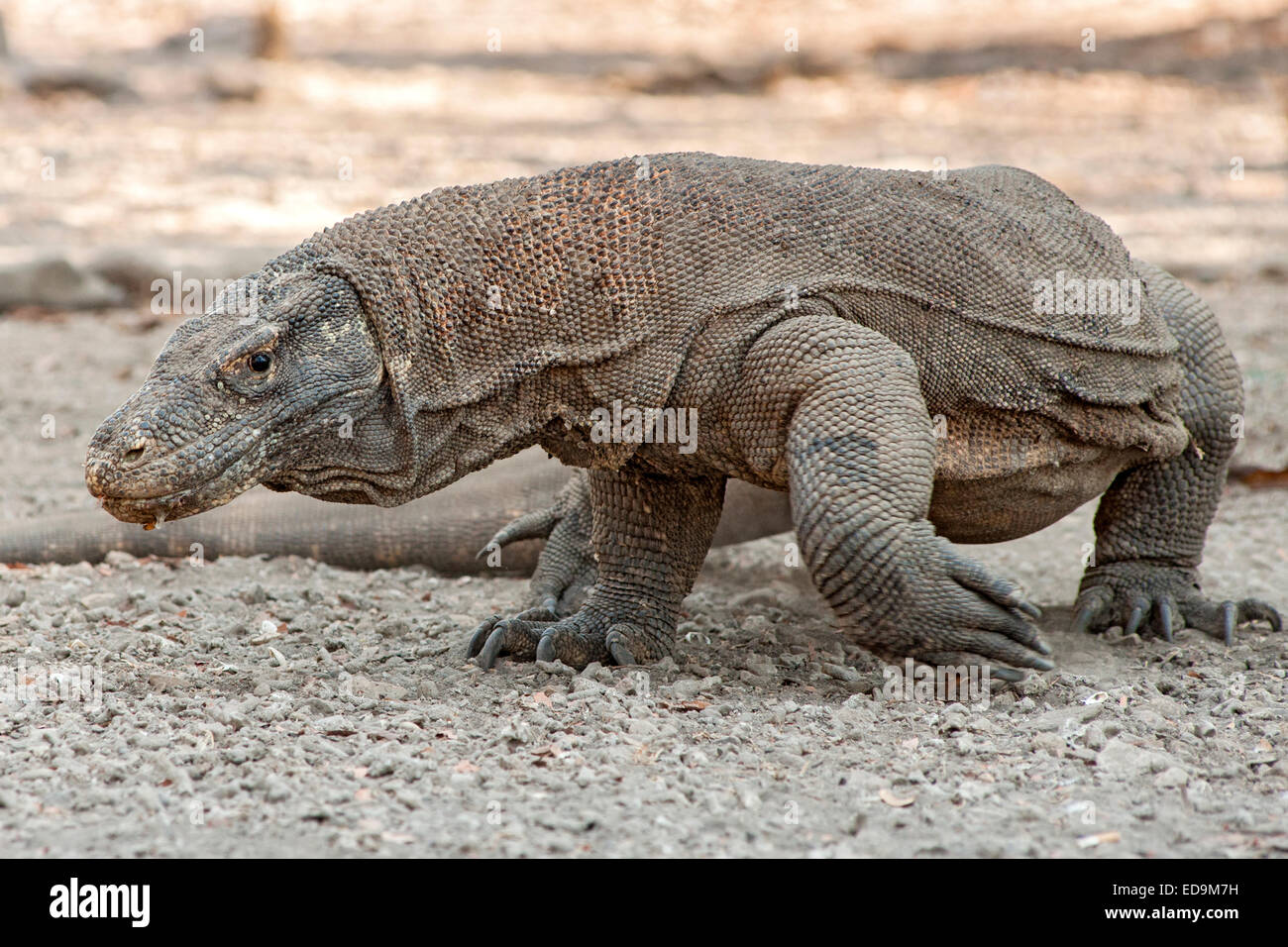 Komodo-Waran im Komodo National Park auf Komodo Insel, Ost-Nusa Tenggara, Indonesien. Stockfoto