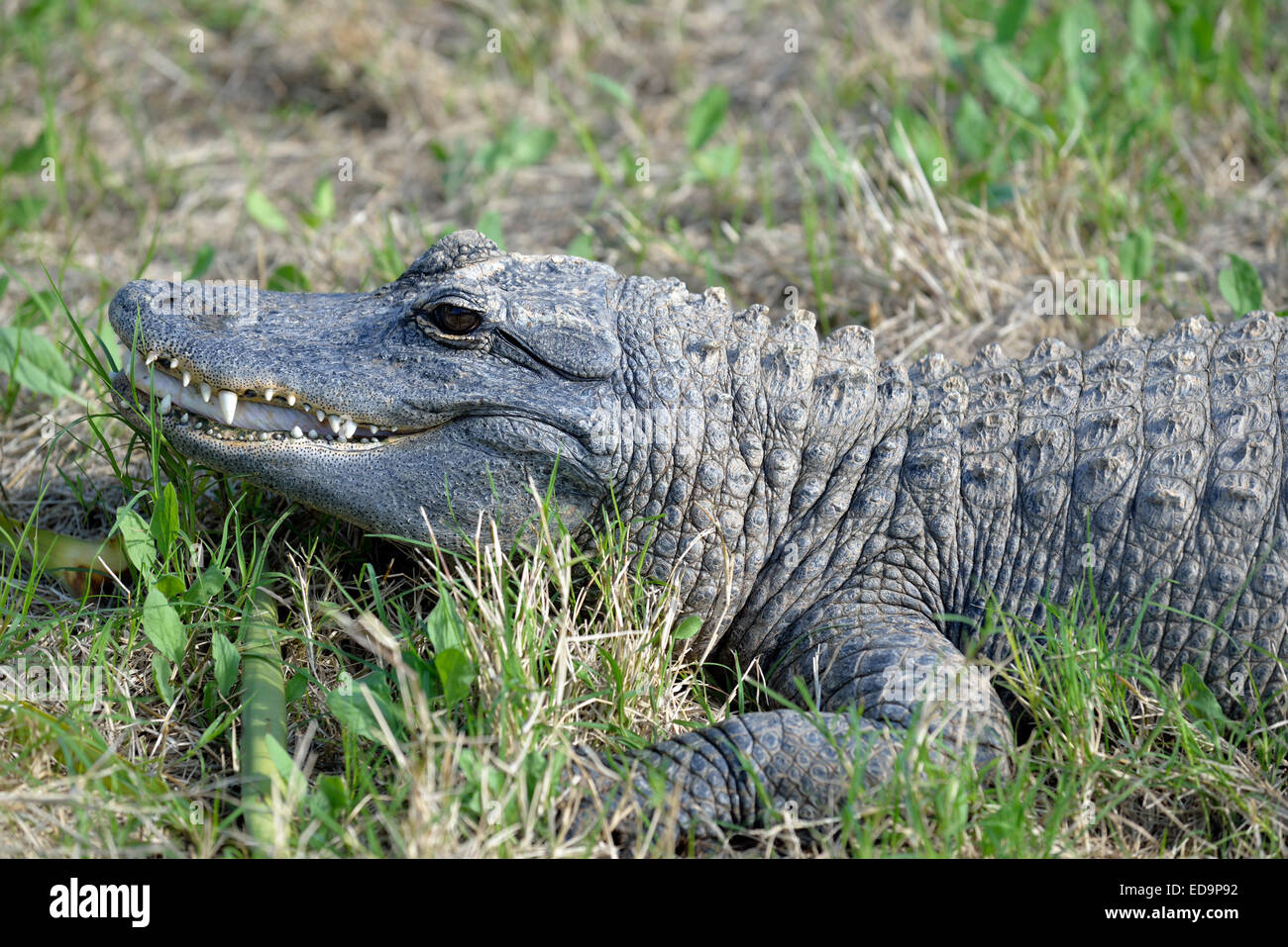 Amerikanischer Alligator Stockfoto