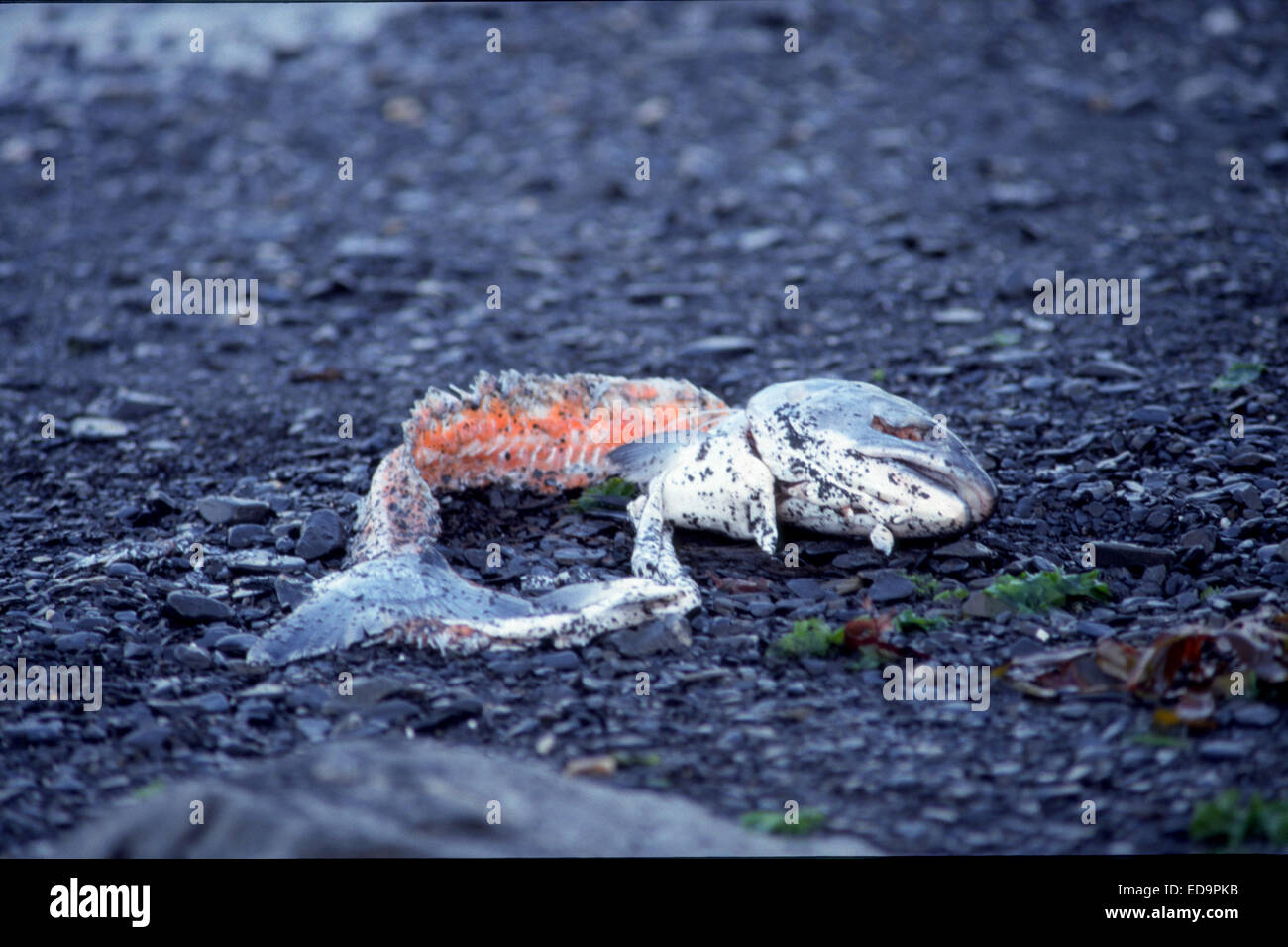 Alaska Stockfoto