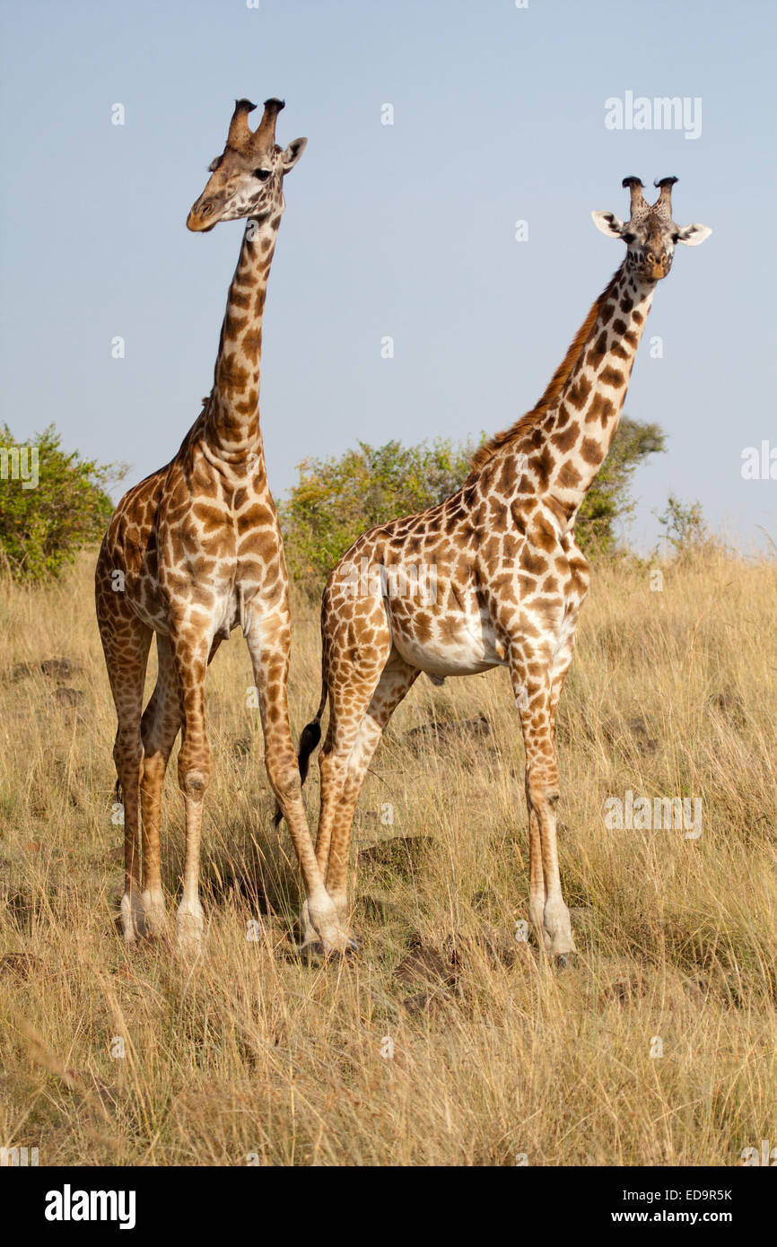 Masai Giraffen in der Masai Mara, Kenia Stockfoto