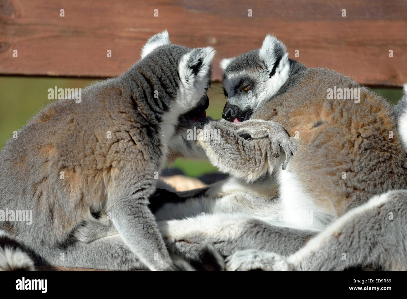 Ring-Tailed Lemuren Stockfoto