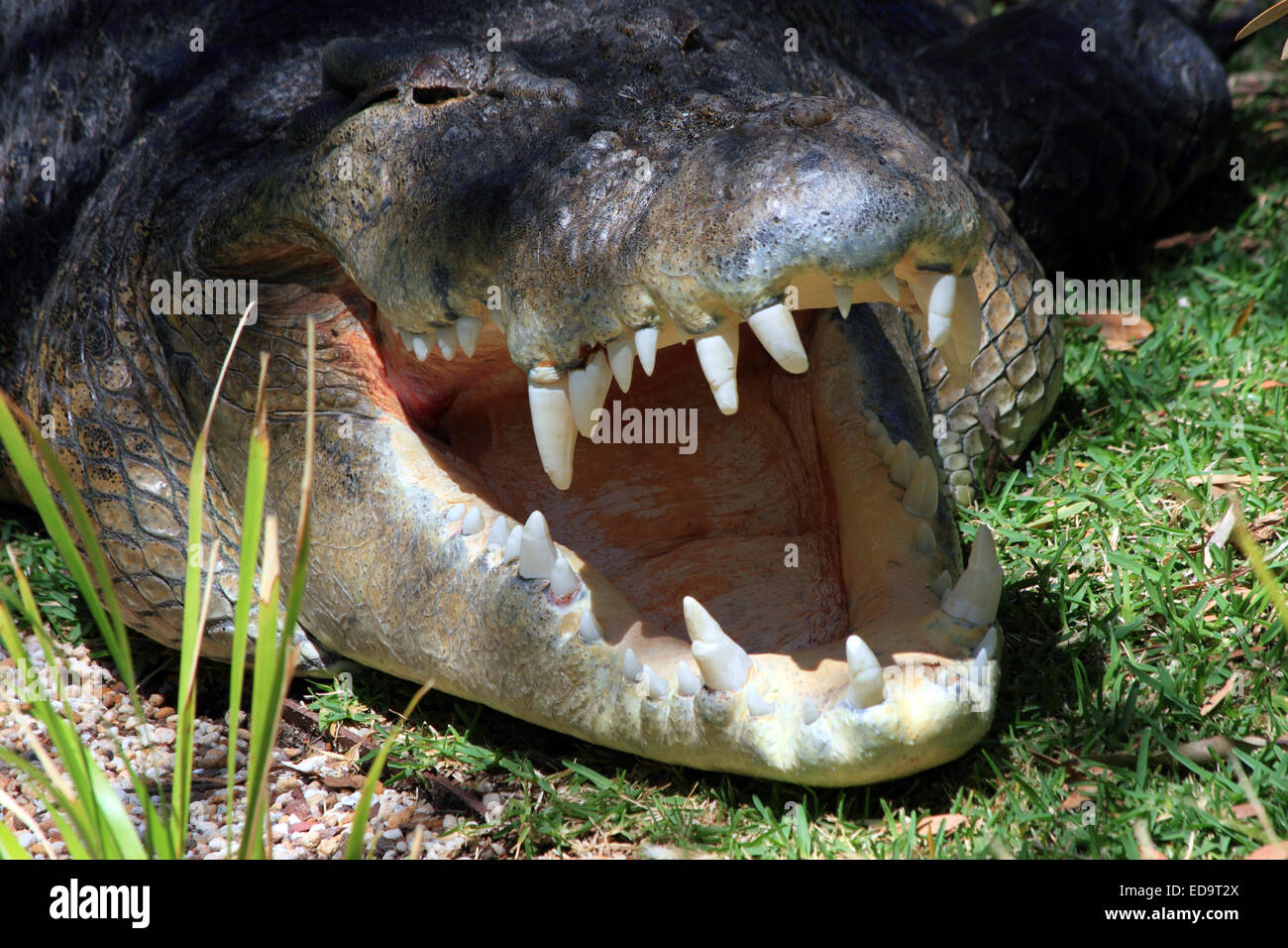Salzwasser-Alligator mit offenem Mund Stockfoto