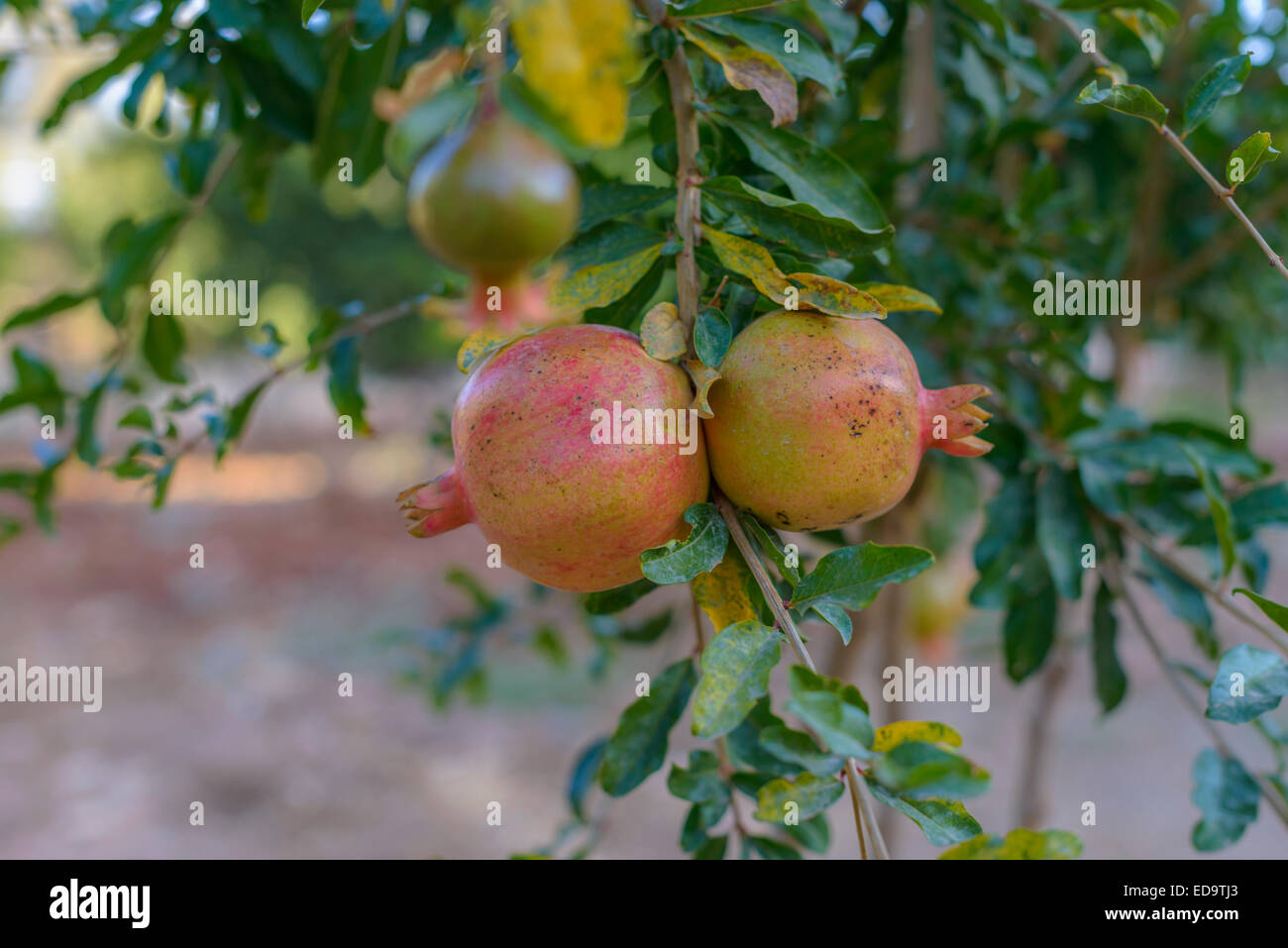 Granatapfelbaum mit reifen Früchten bereit für die Ernte Stockfoto
