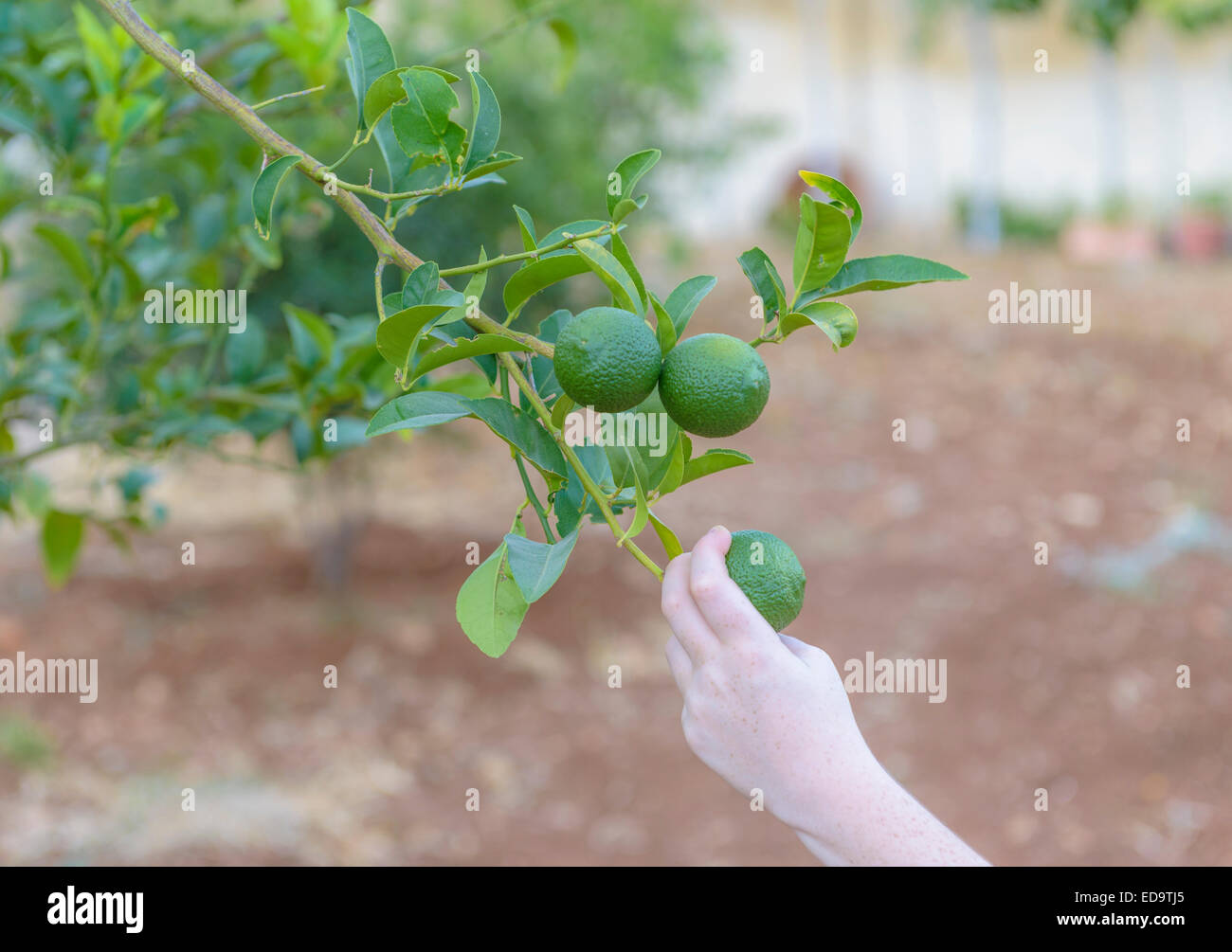Grüne Zitronenbaum mit reifen Früchten bereit für die Ernte Stockfoto