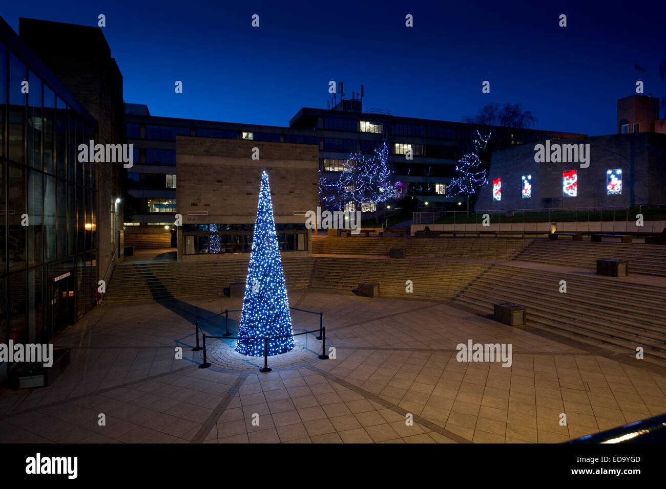 Der Square Campus UEA University of East Anglia Nacht Christmas tree Stockfoto