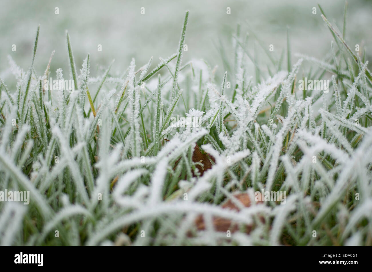 Frostigen Rasen fotografiert auf niedrigem Niveau. Stockfoto