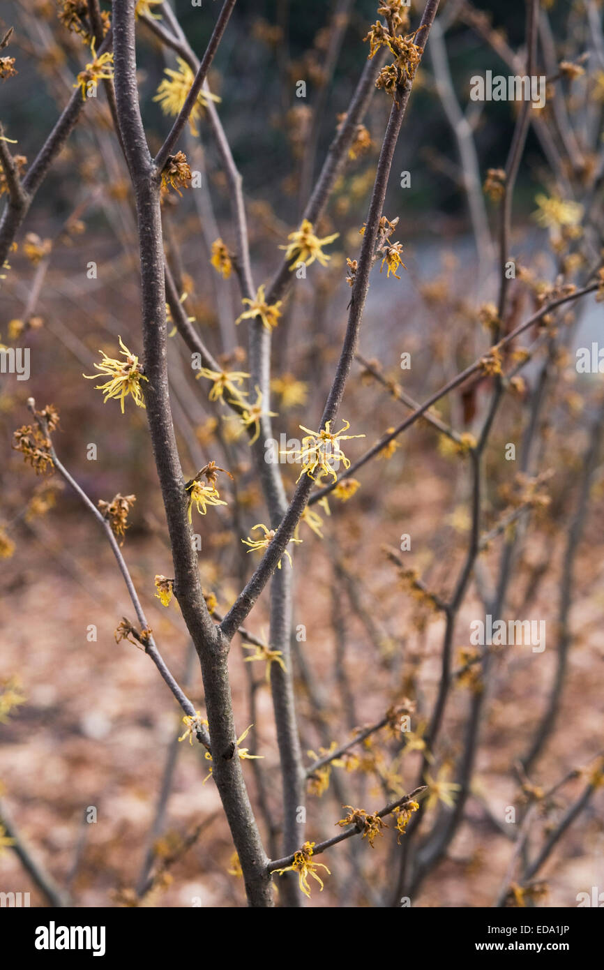Hamamelis Strauch blüht im Winter. Zaubernuss Blumen Stockfotografie