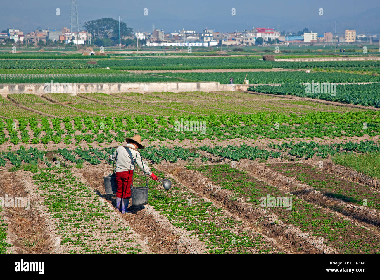 Chinesische Bauern düngen Ernte von Gülle aus Eimern gießt, Handarbeit, Provinz Yunnan, China Stockfoto