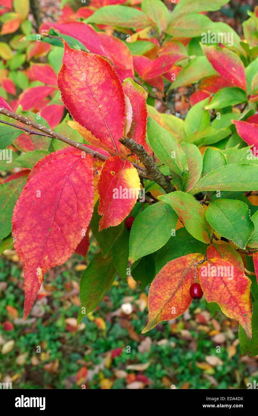 Photinia Villosa (Oriental Photinia) im Herbst Stockfoto
