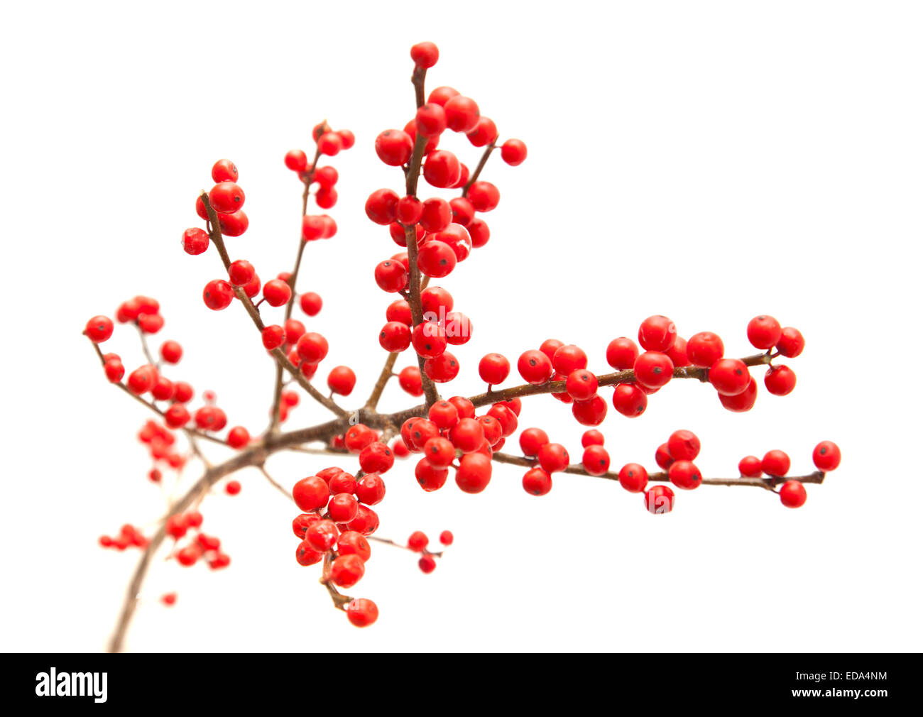Ilex Verticillata, Winterberry Zweige isoliert auf weißem Hintergrund Stockfoto