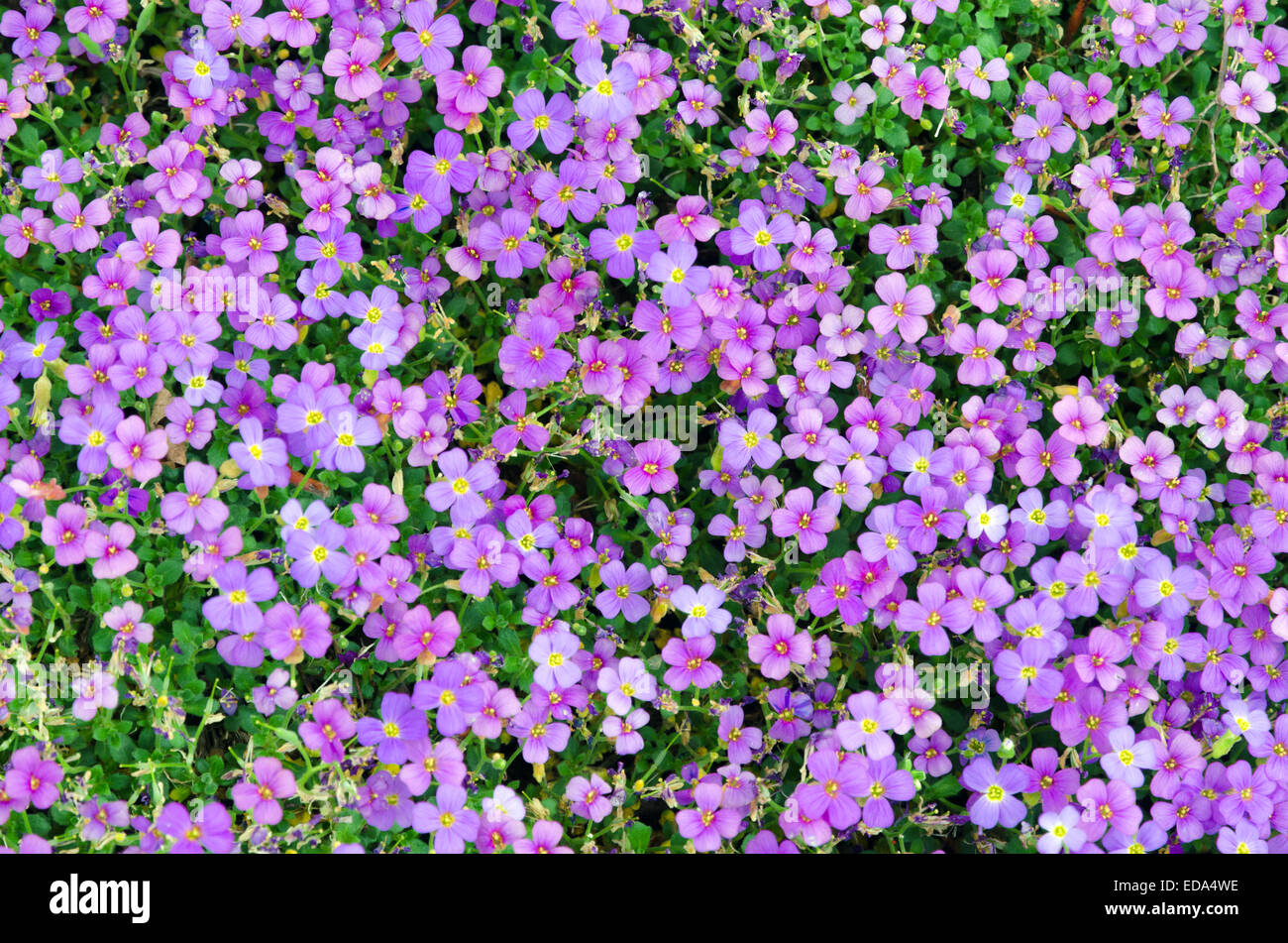 Muster von Violet alpine Viola auf grünem Hintergrund Stockfoto