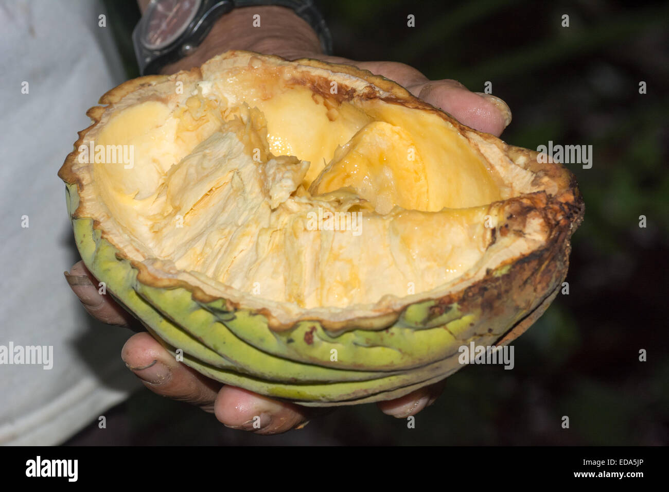 Fleisch von Macambo Obst (Theobroma bicolor) im Amazonas-Dschungel Stockfoto