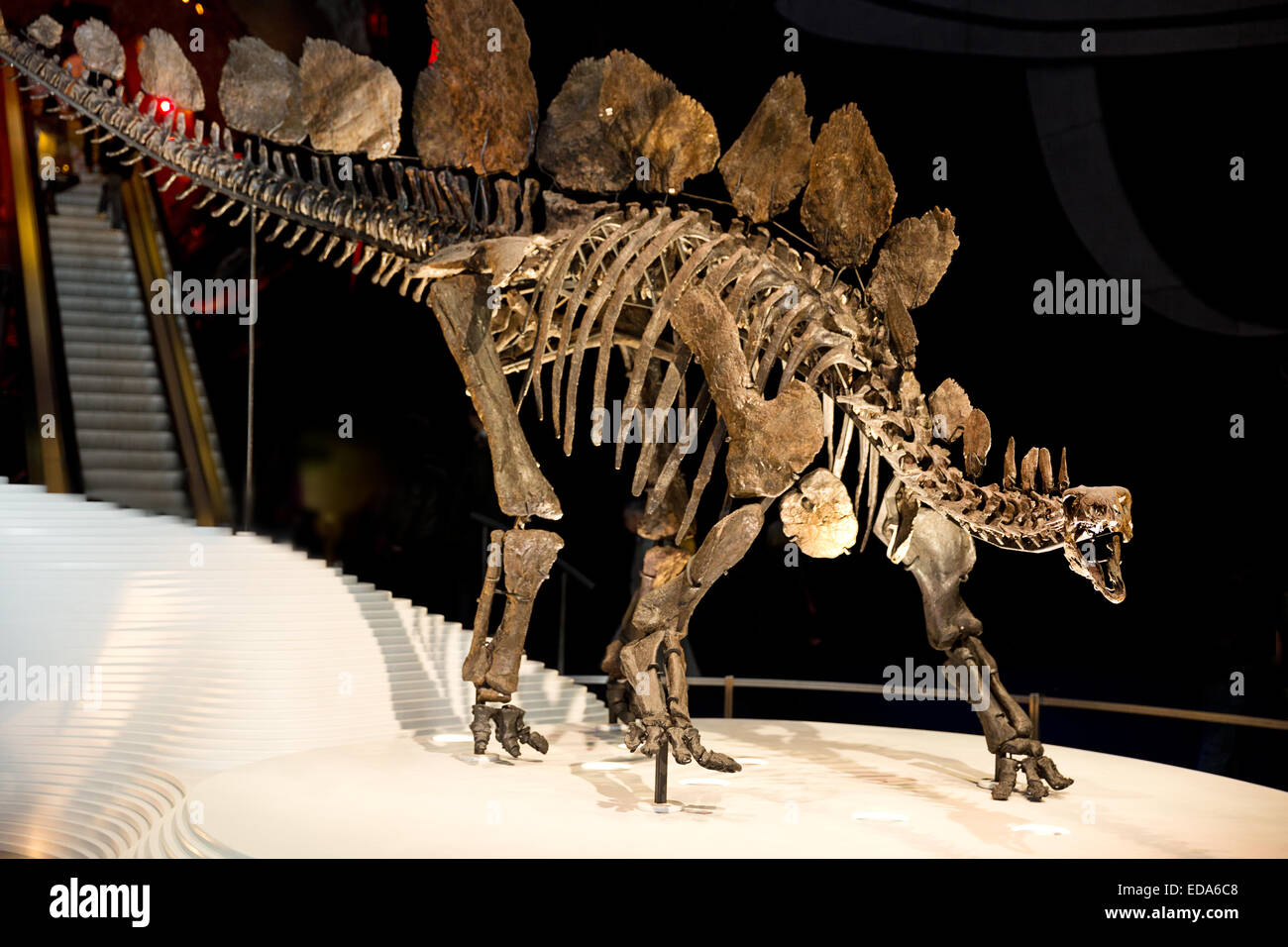 Sophie den Stegosaurus in dem Natural History Museum in London. Stockfoto