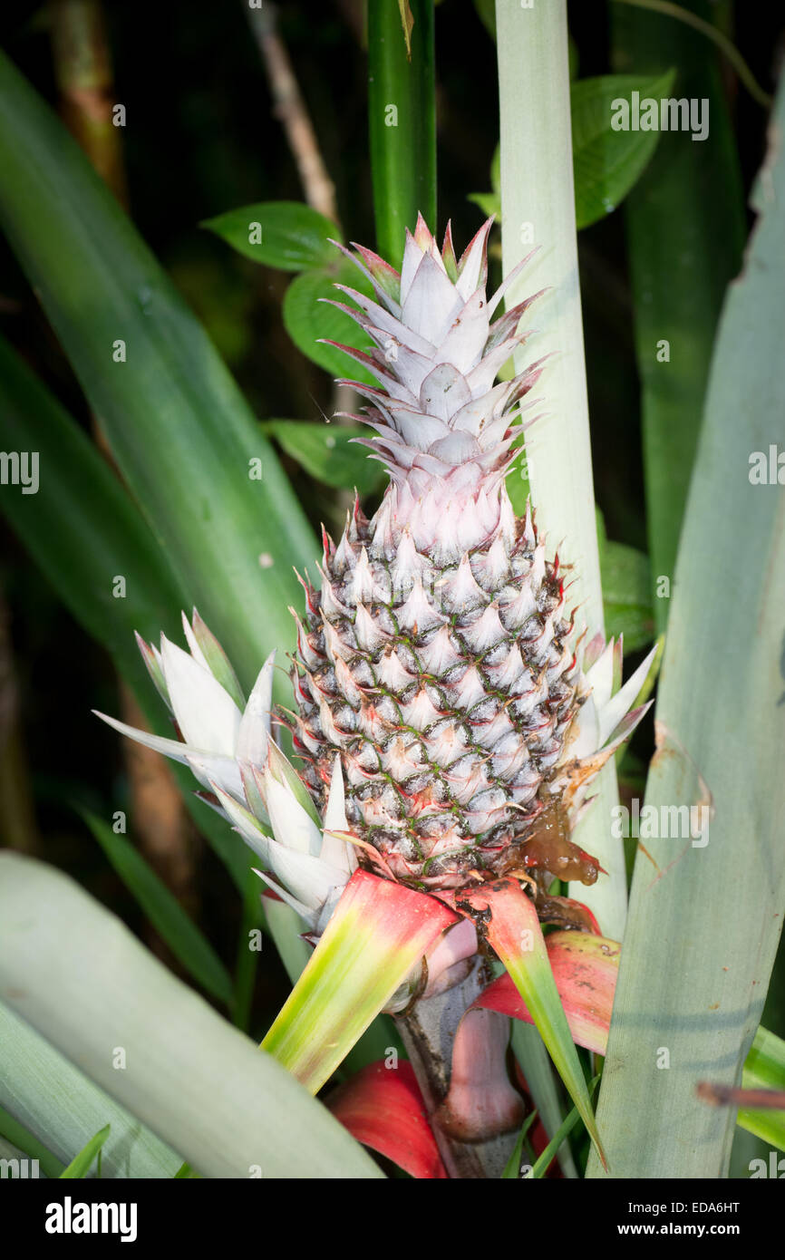 Ananas Pflanze wächst Stockfoto