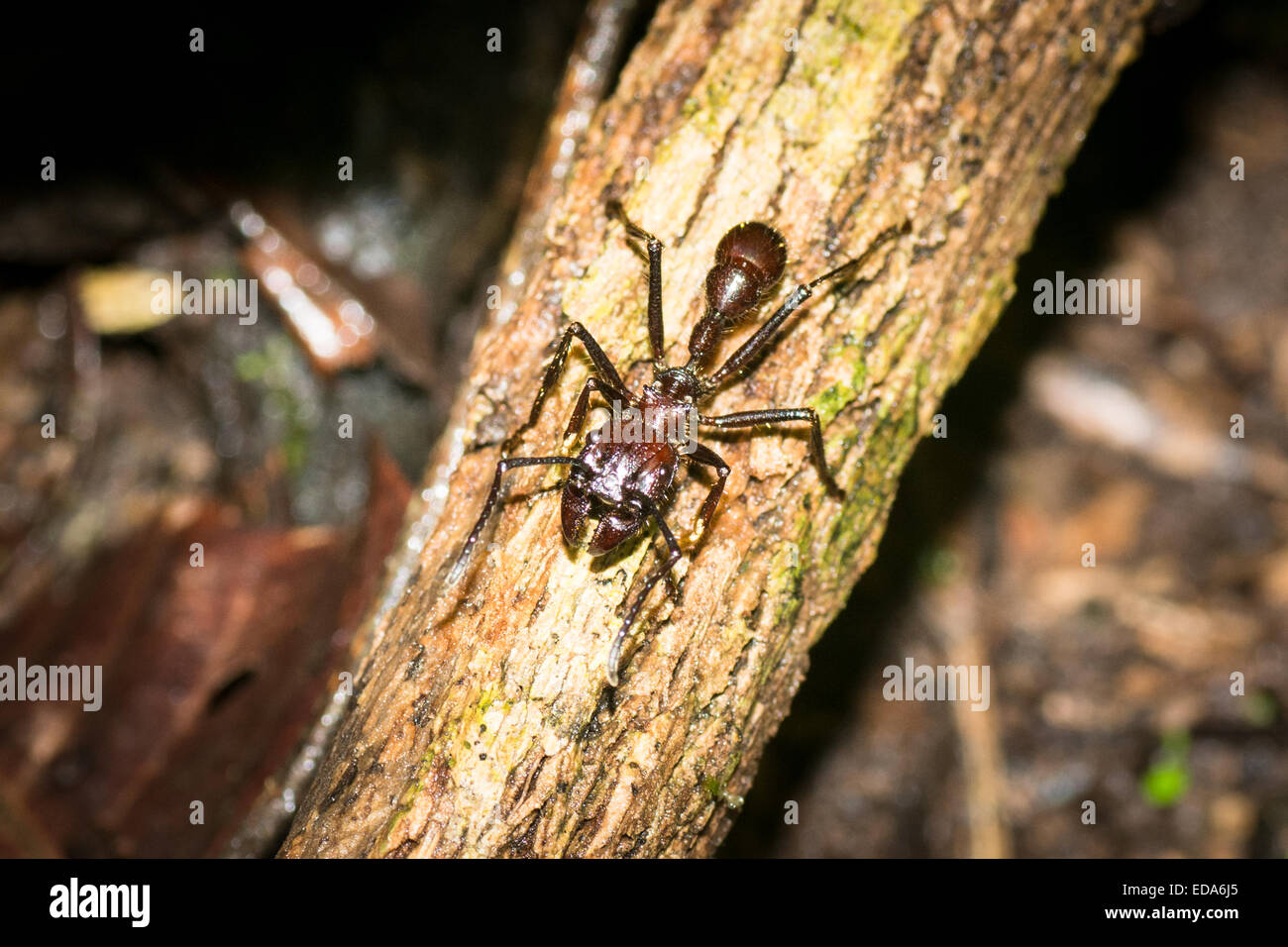 Bullet Ant (Paraponeragroße Clavata) auf einem Ast Stockfoto