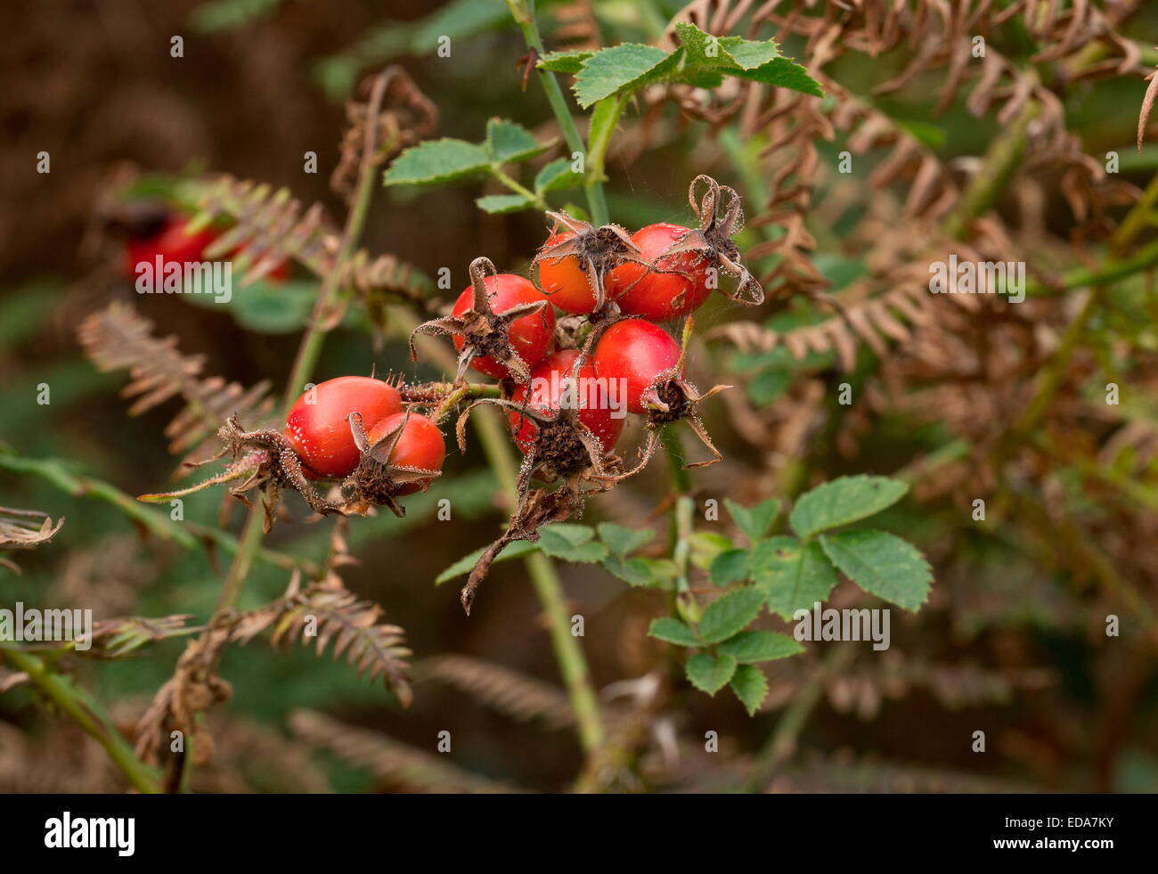 Hagebutten: Hüften von Sweet-Briar, Rosa Rubiginosa im Herbst. Stockfoto