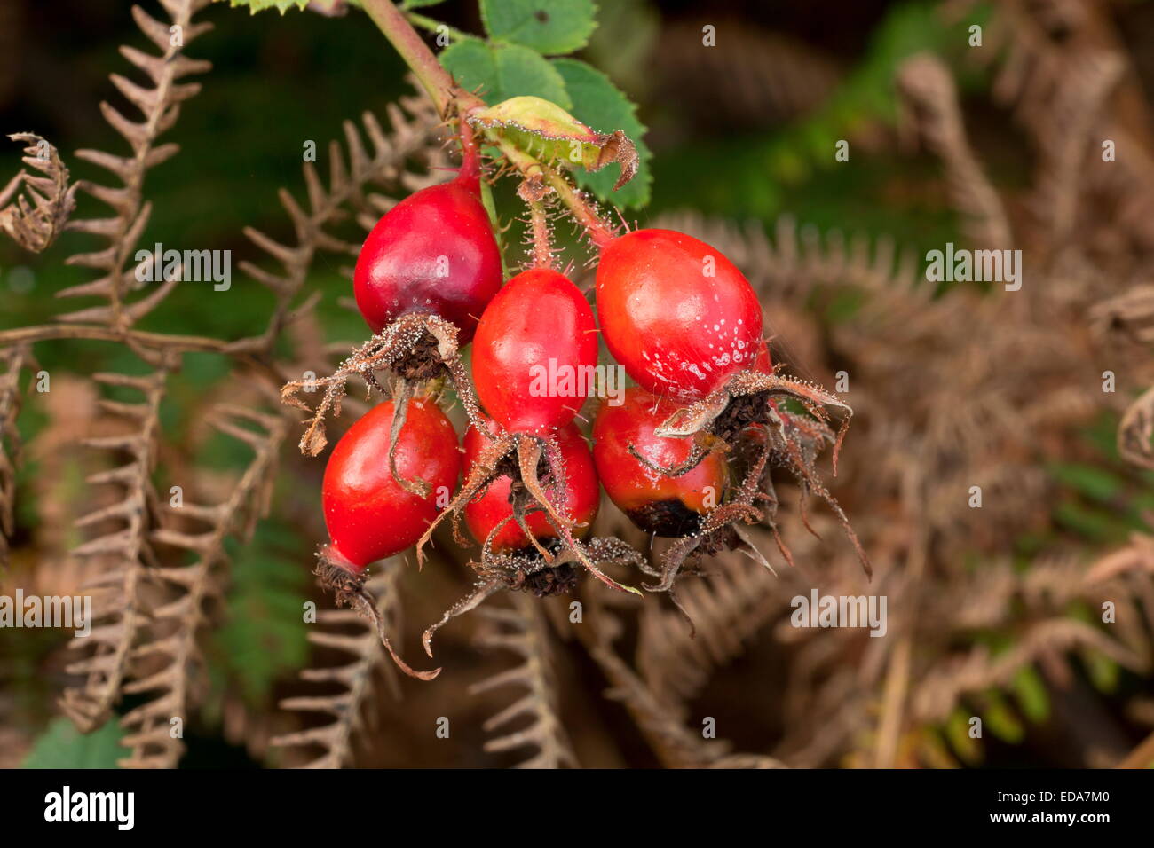 Hagebutten: Hüften von Sweet-Briar, Rosa Rubiginosa im Herbst. Stockfoto