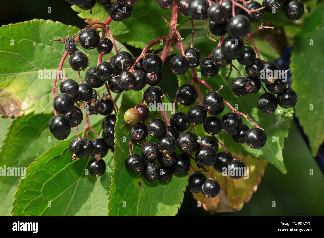 Reife Holunderbeeren Stockfotos und -bilder Kaufen - Alamy
