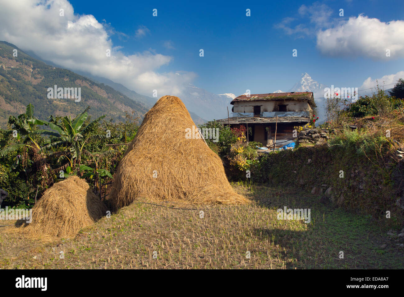 Landwirtschaft in der Nähe von Berg Dorf von Ghandruk in den Modi Khola Tal rund 2000 Meter Annapurna im Hintergrund Stockfoto