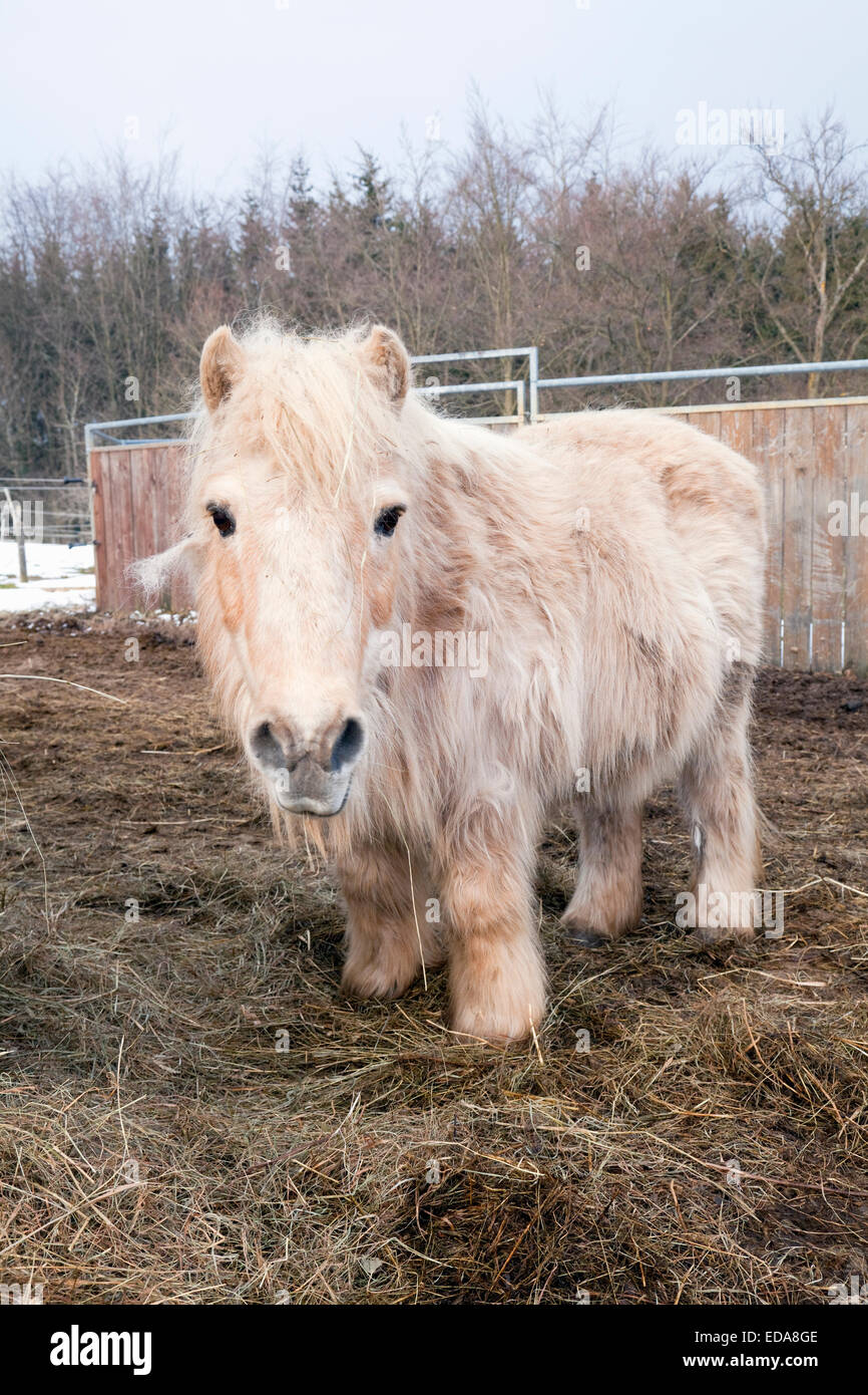 Shetland-Ponys im Winter, Dahlem Baasen, Eifel-Region, Deutschland Stockfoto