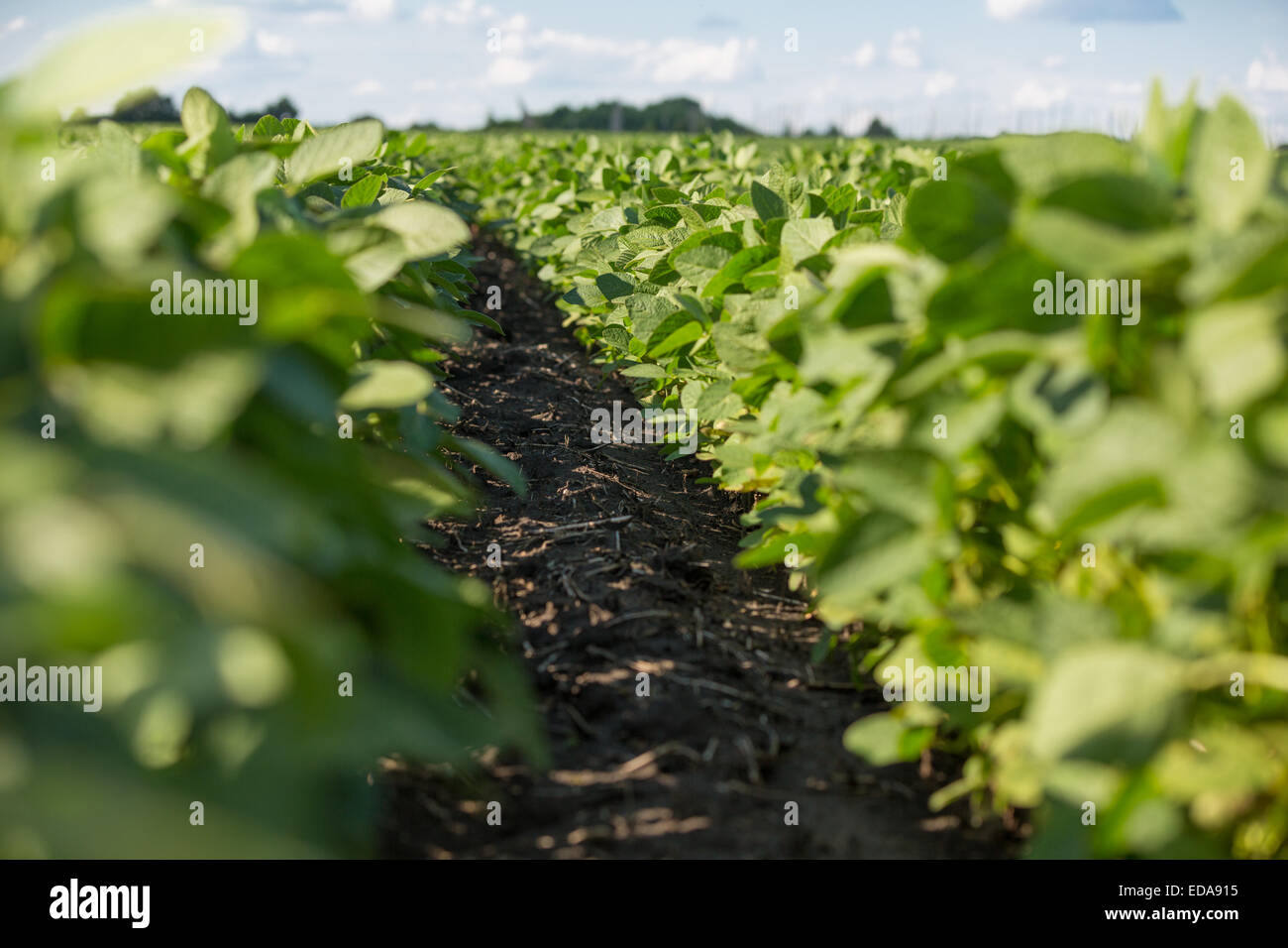 Zeilen der jungen Sojapflanzen in einem Feld Stockfoto