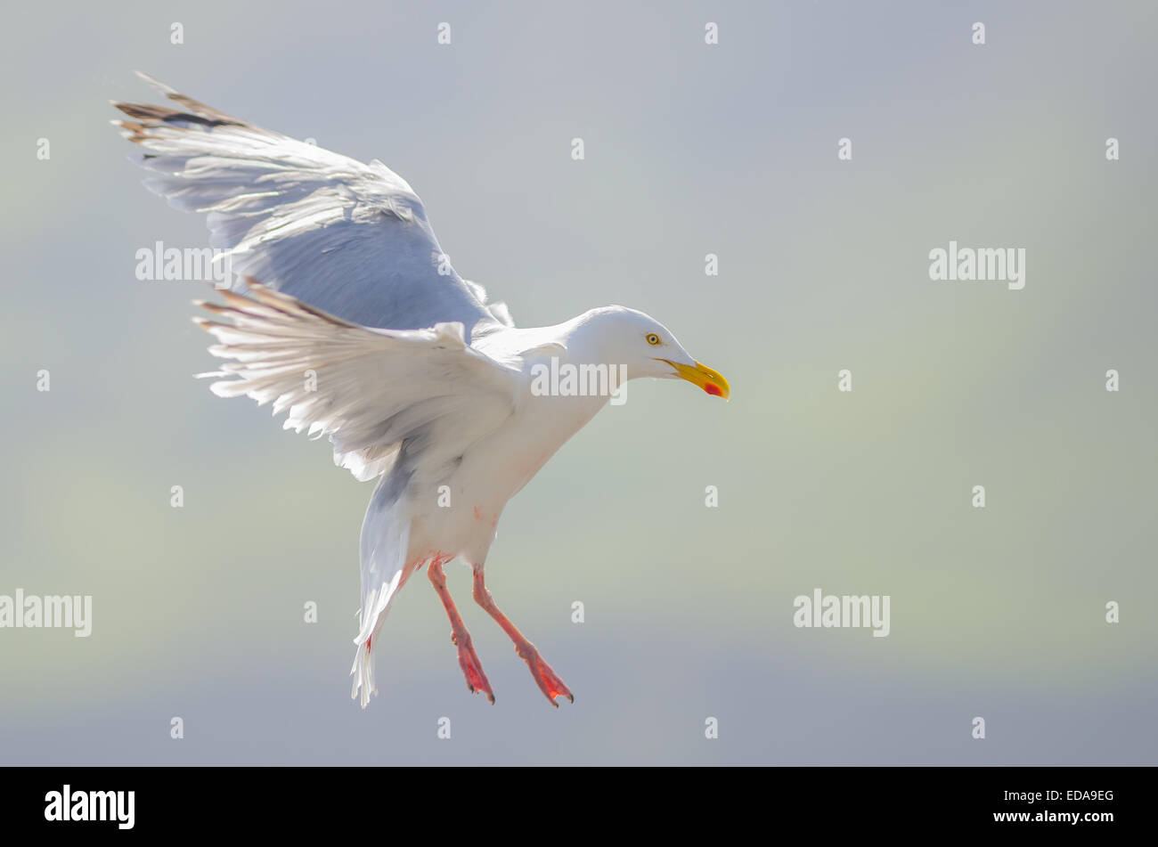 Fliegende europäischen Silbermöwe (Larus Argentatus) Stockfoto