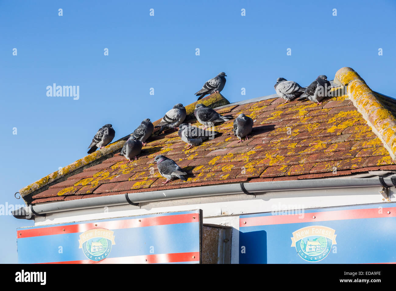 Verwilderte tauben Zuflucht auf einem warmen Ziegeldach mit gelben Flechten, fangen die Wärme der Sonne, blies gegen die Kälte an einem sonnigen Wintertag Stockfoto