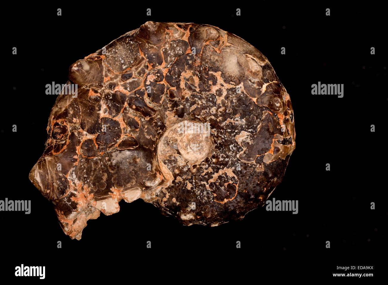 Fossile Ammoniten Surriceras Kreide, Marokko Stockfoto