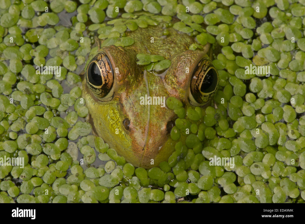 grüner Frosch Lithobates clamitans Stockfoto