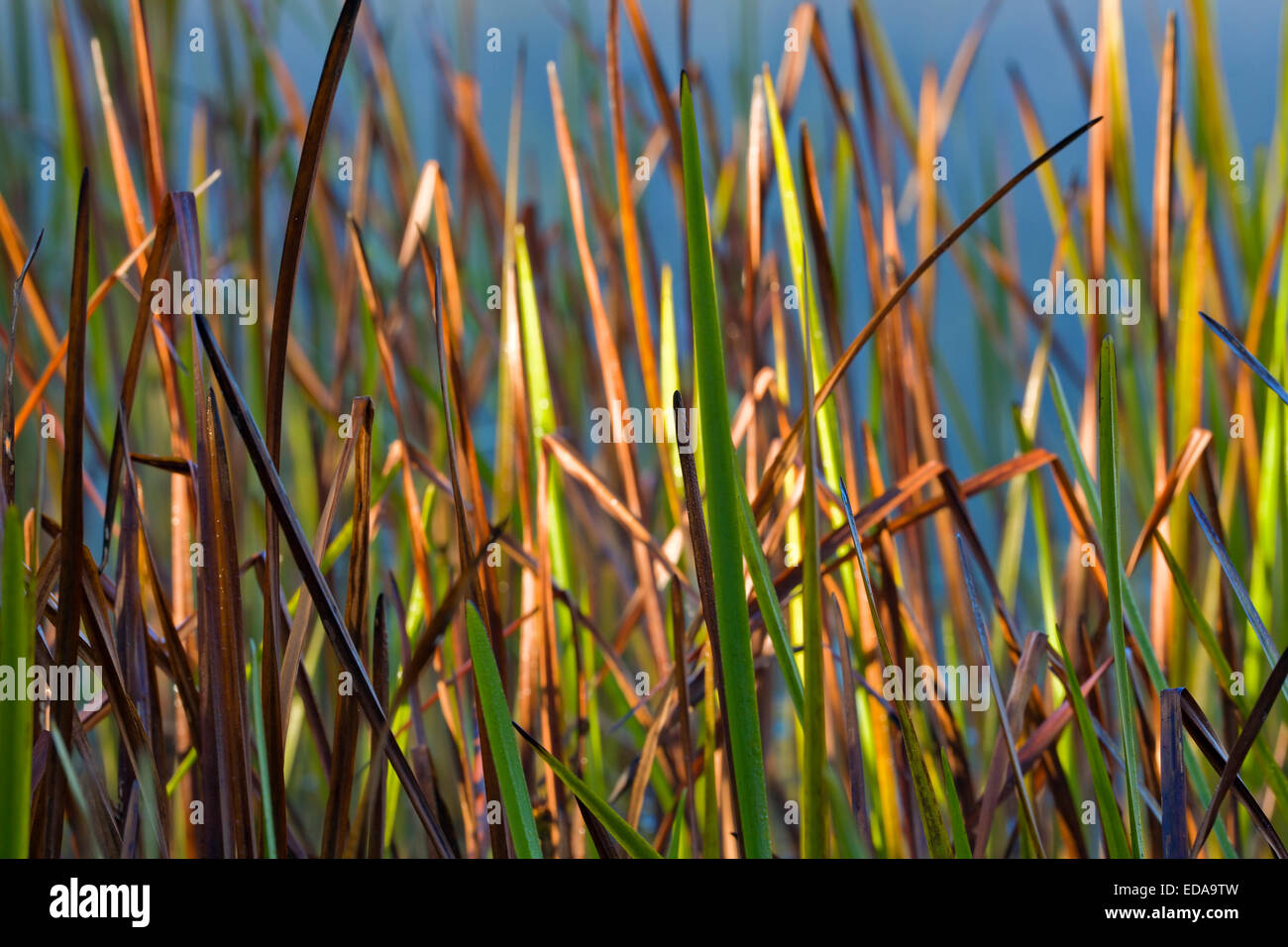 Grün, Beige und braun Gräser anzeigen ihre Herbstfarben in Killarney Provincial Park, Ontario, Kanada. Stockfoto
