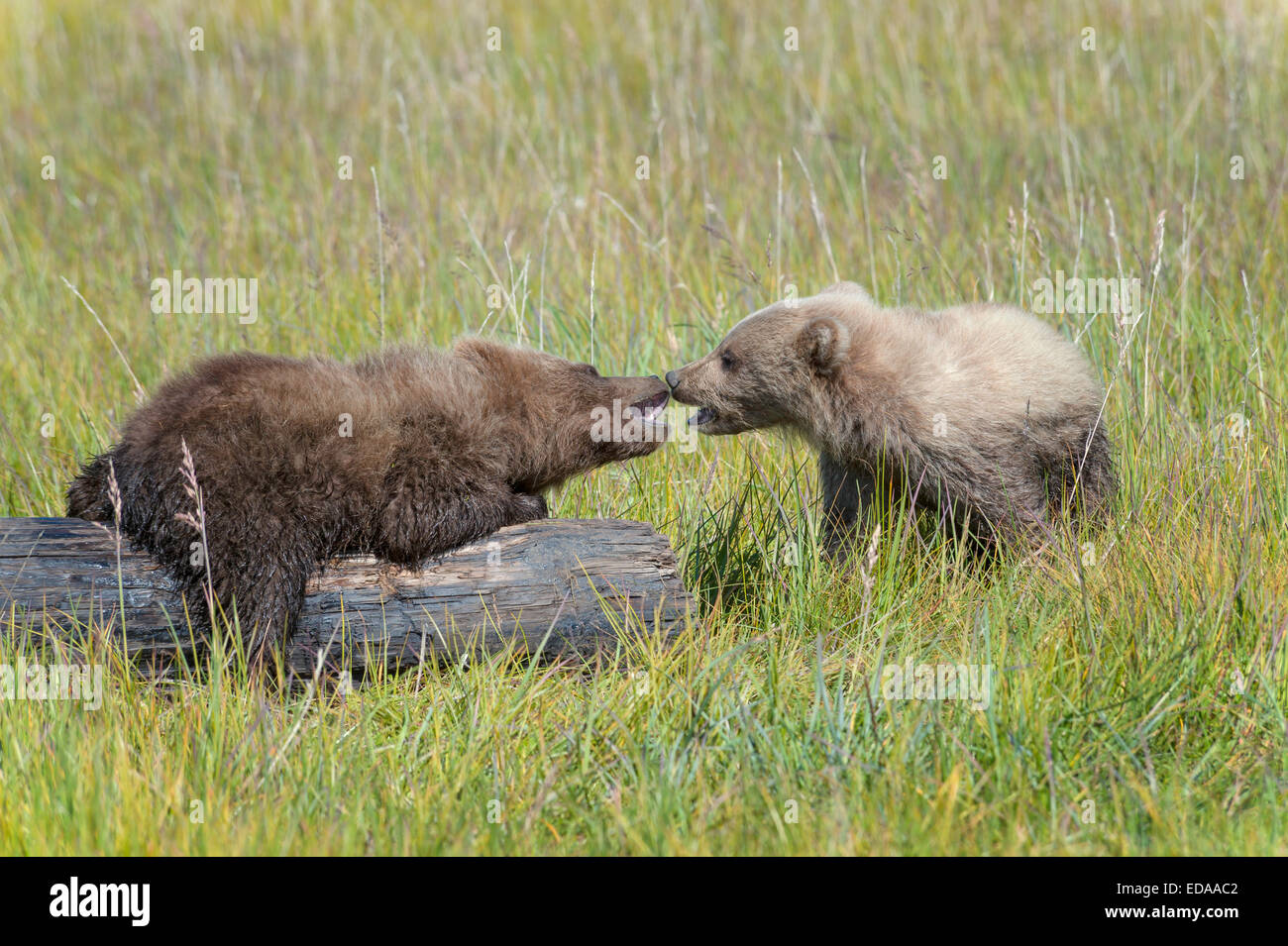 Zwei braune Bärenjungen spielen kämpfen über ein Protokoll Stockfoto