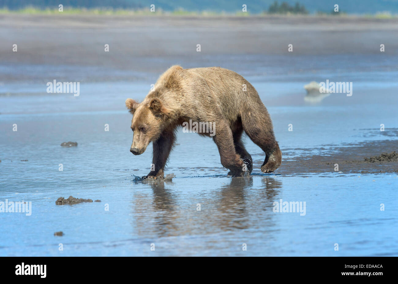 Junge männliche Braunbären zu Fuß ins Wasser Stockfoto